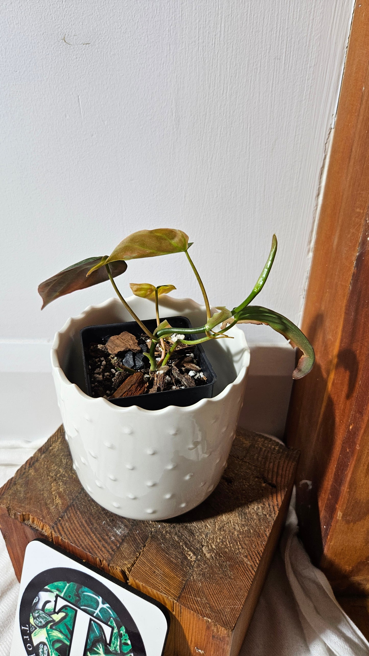 Philodendron Mican Variegata (PHI-842)