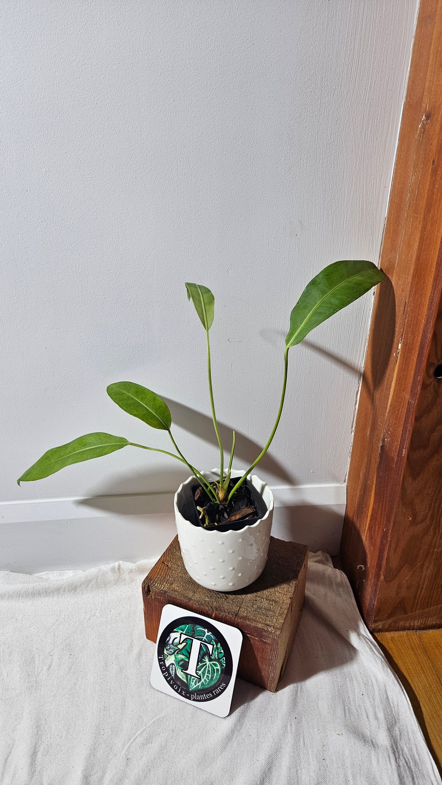 Anthurium SP Morona "format MOYEN" (ANT-233)