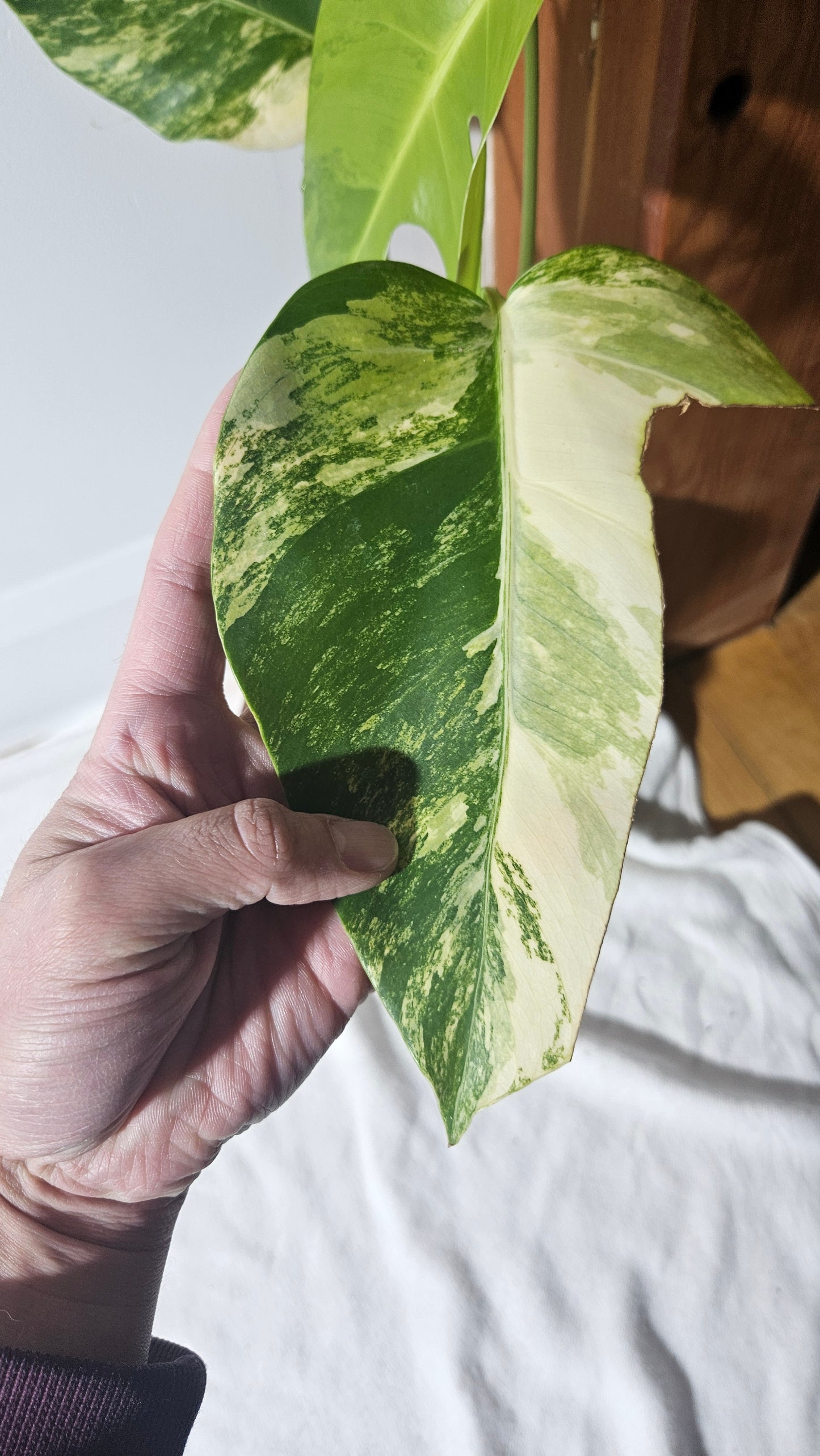 Monstera Aurea (MON-389)