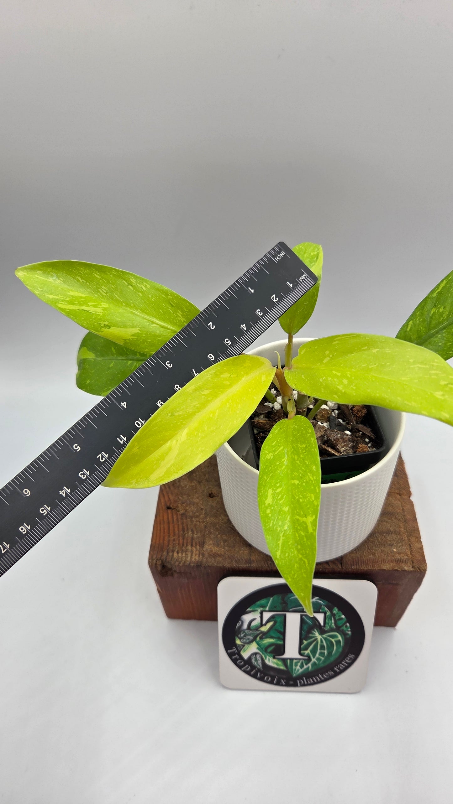 Philodendron Golden Goldness (PHI-1059)