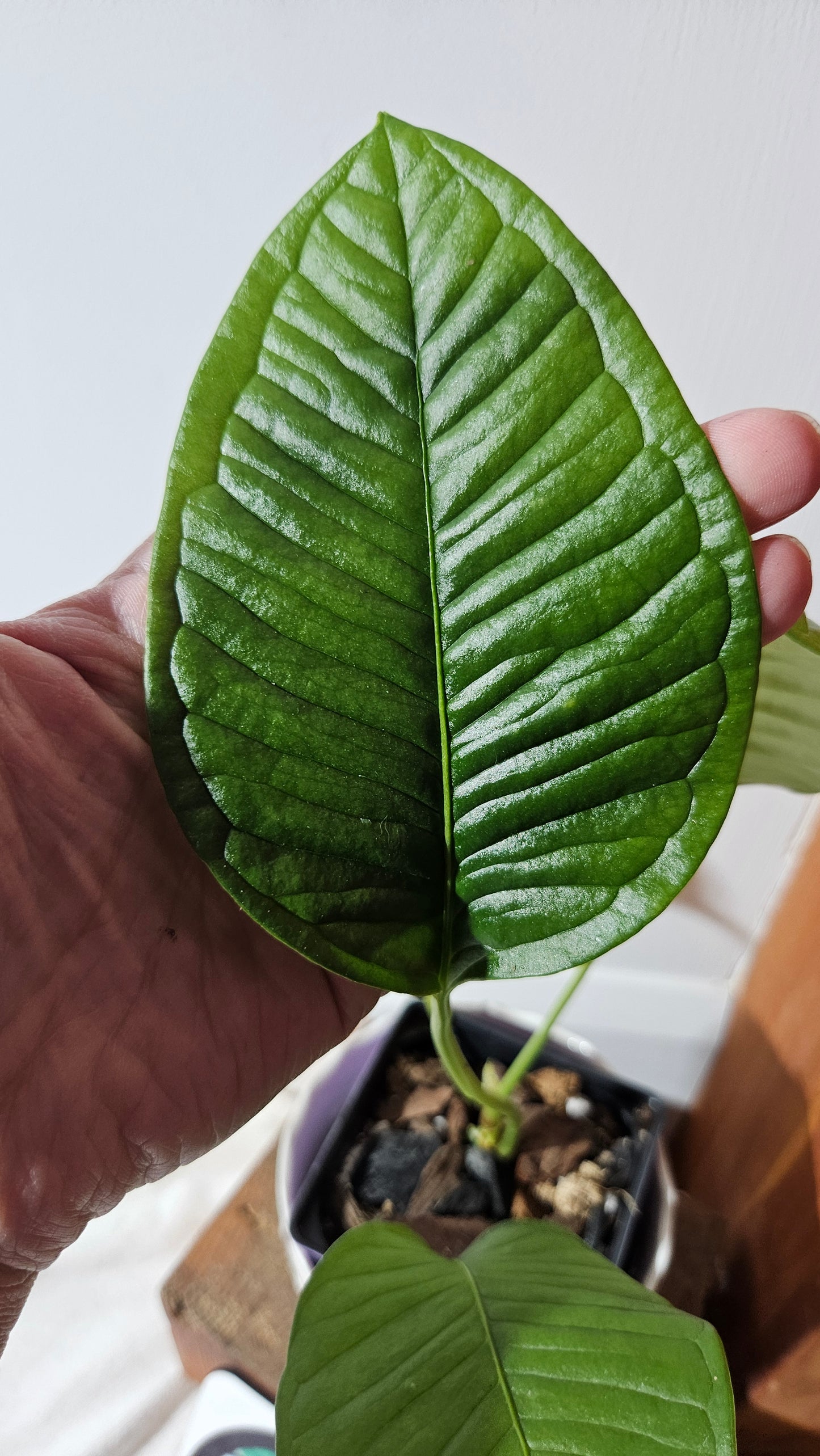 Anthurium Umbricola "format MOYEN" (ANT-385)