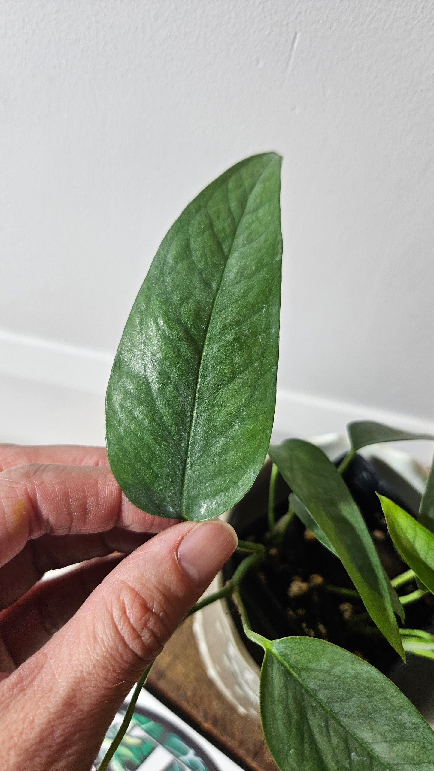 Epipremnum Cebu blue (EPI-155)