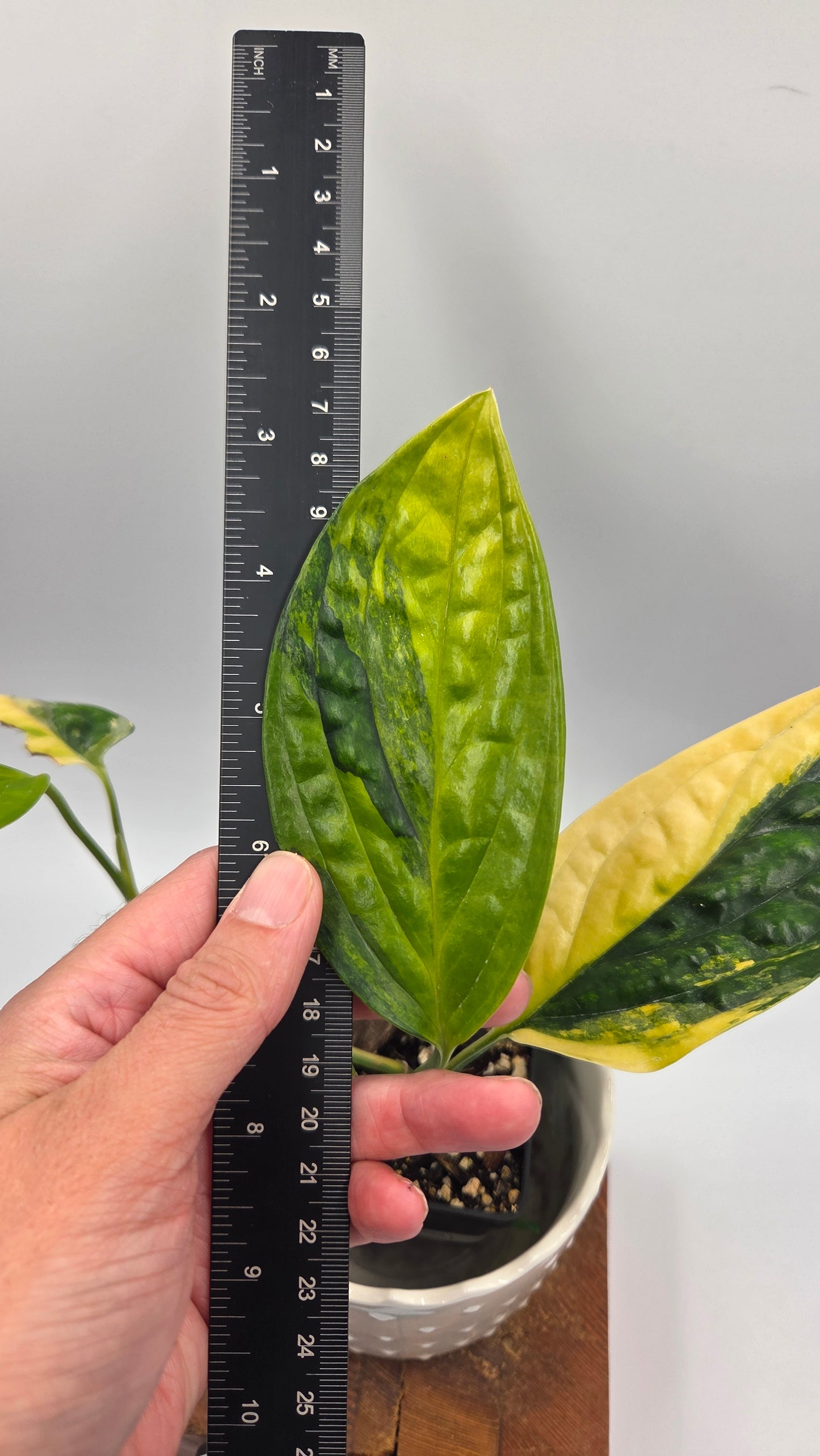 Monstera Karstenianum/Peru Variegata (MON-540)