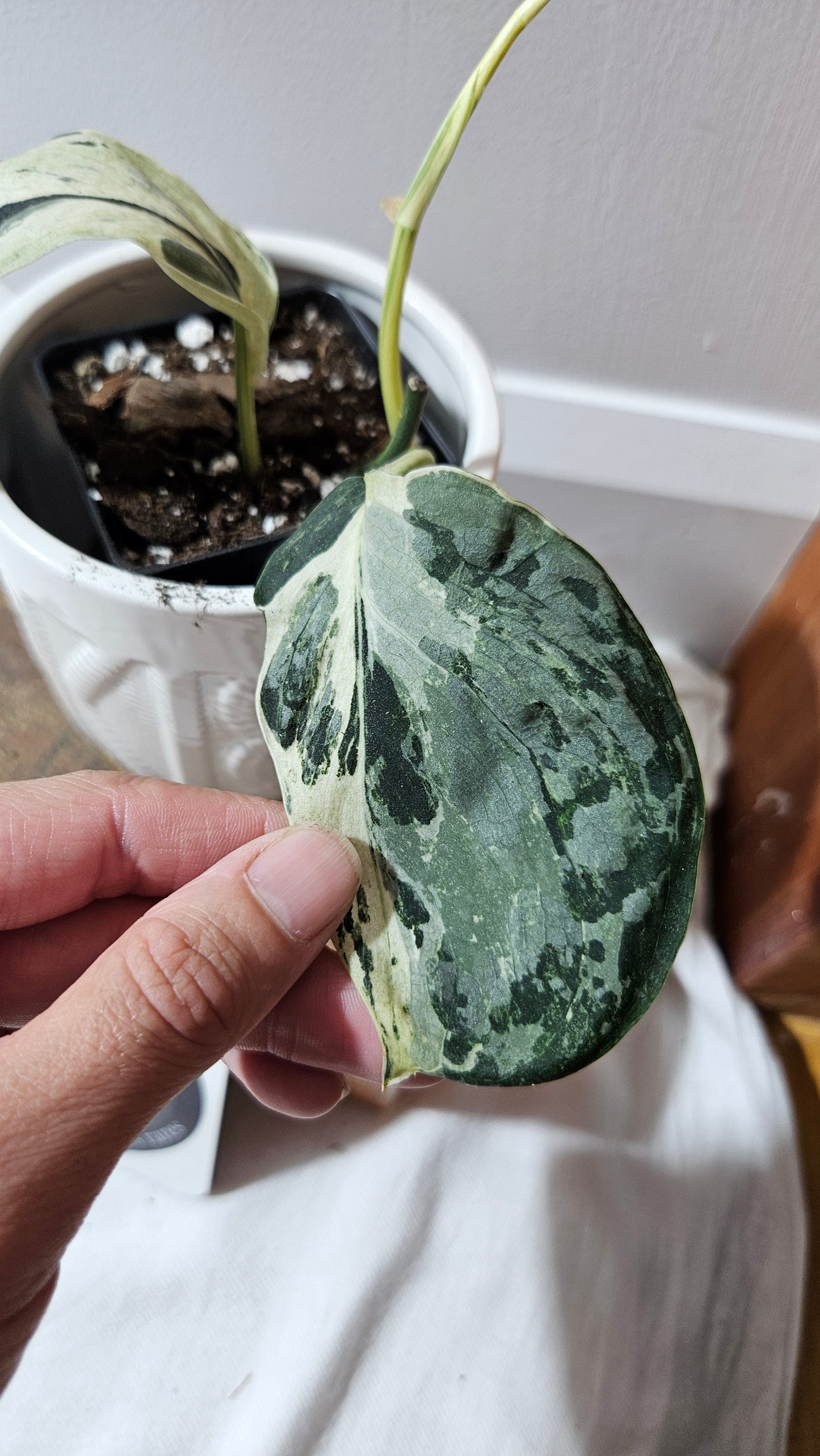 Scindapsus Exotica Salaka Variegata (SCI-1251)