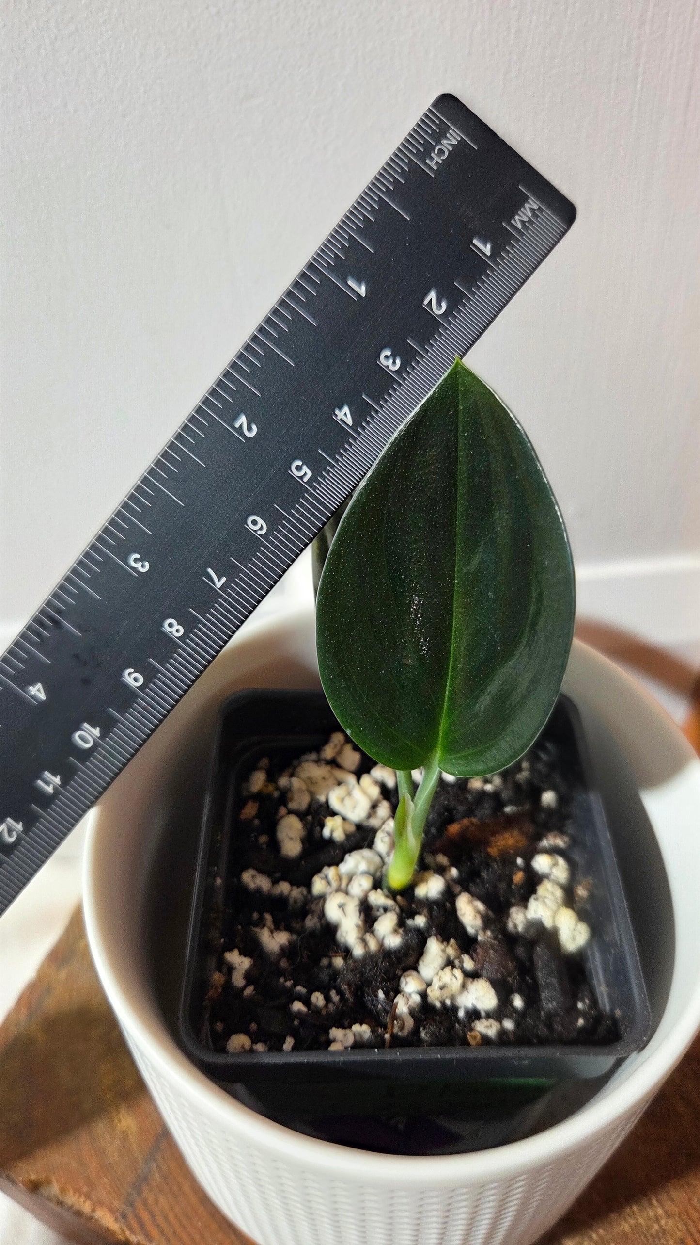 Scindapsus Treubii Dark Form (SCI-1362)