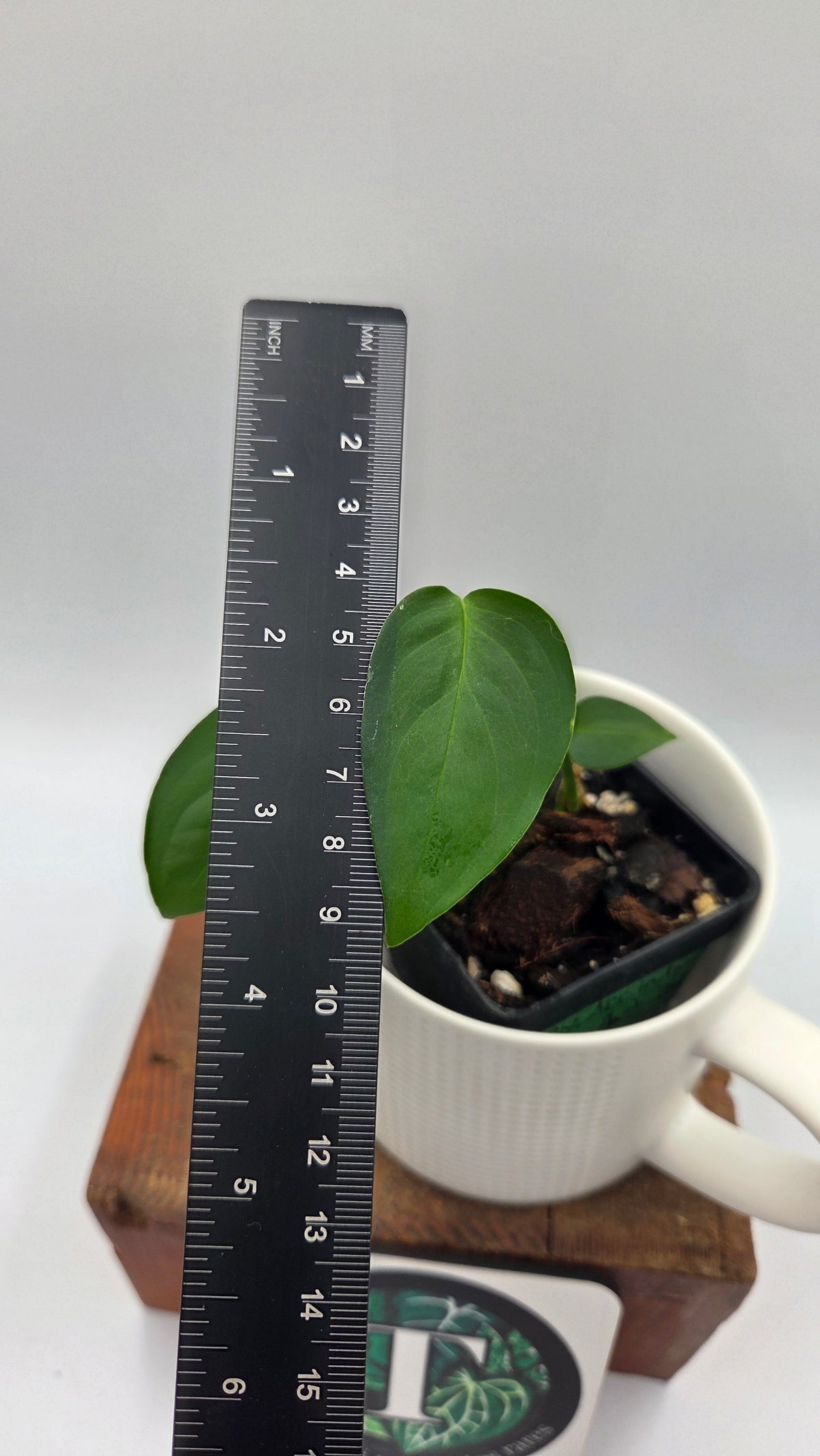 Monstera Obliqua Aff Indanza (MON-284)