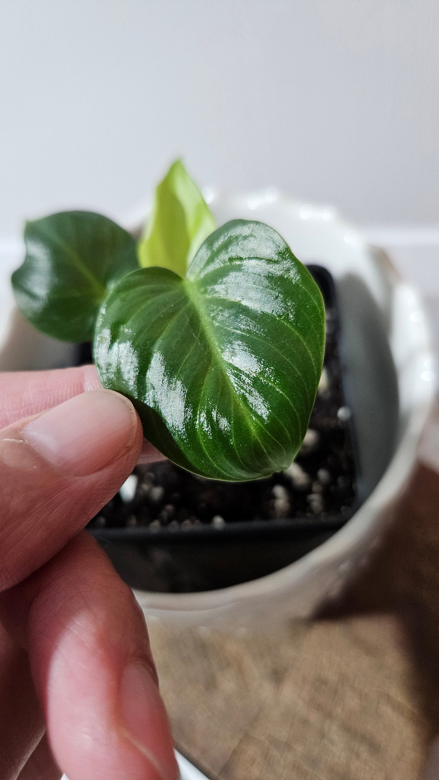 Philodendron Célébration/(Rubrijuvenile X Pastazanum) (PHI-931)