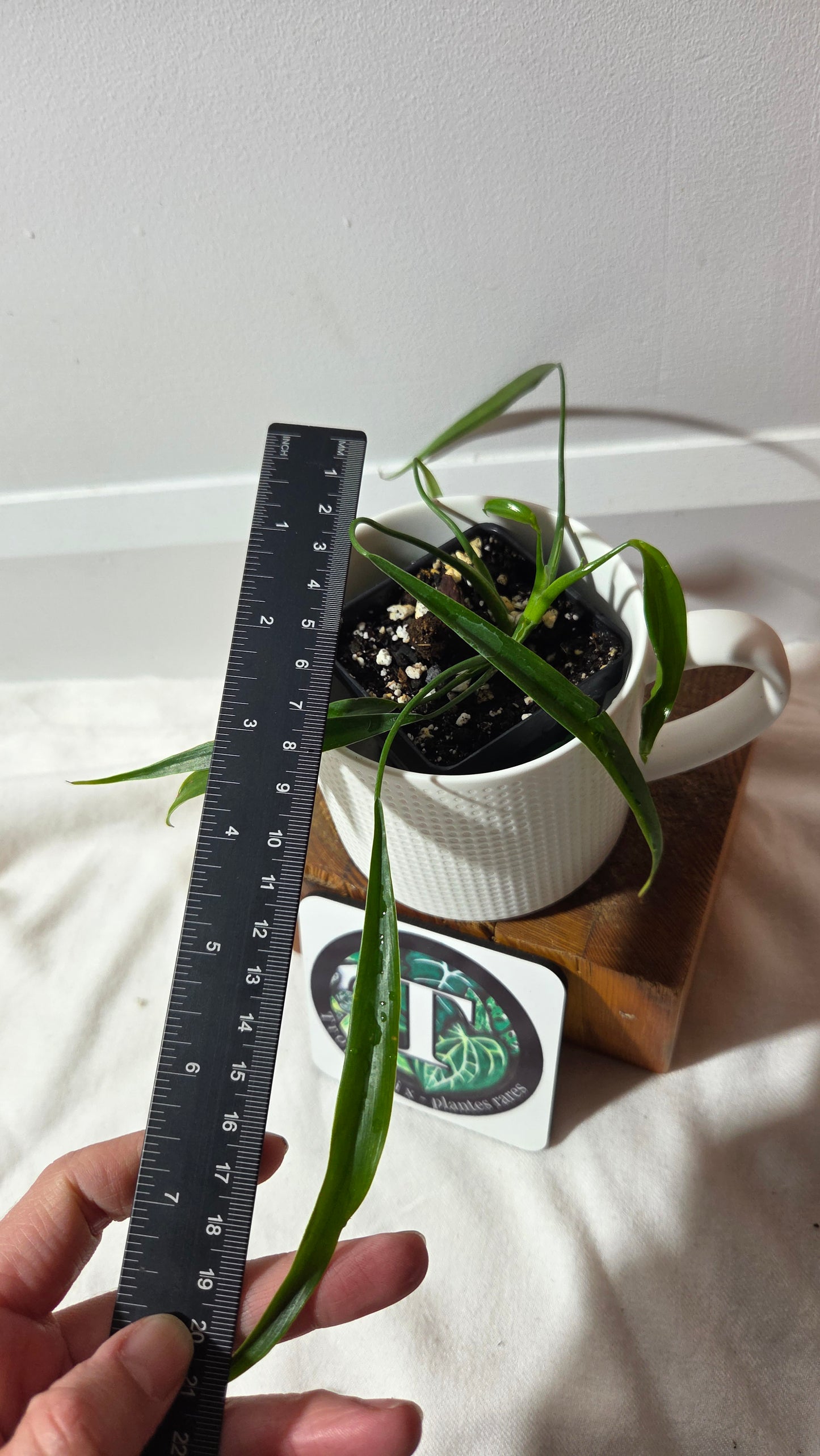 Philodendron Holtonianum Super Narrow (PHI-1018)