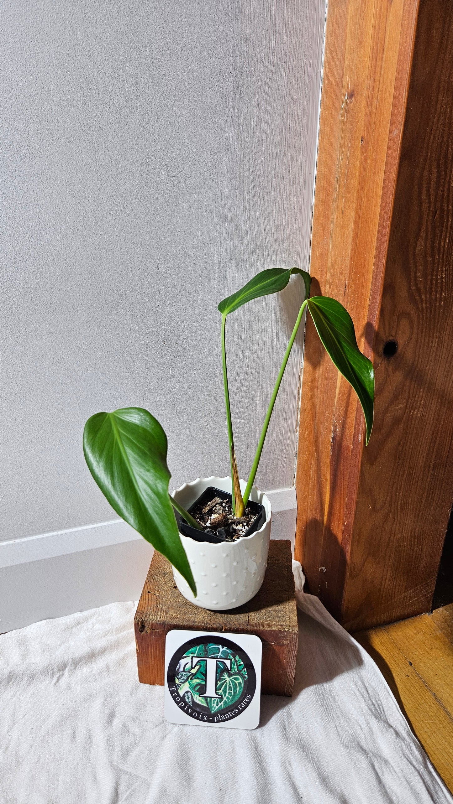 Monstera Burlemarx Flame/Dilacerata (MON-460)