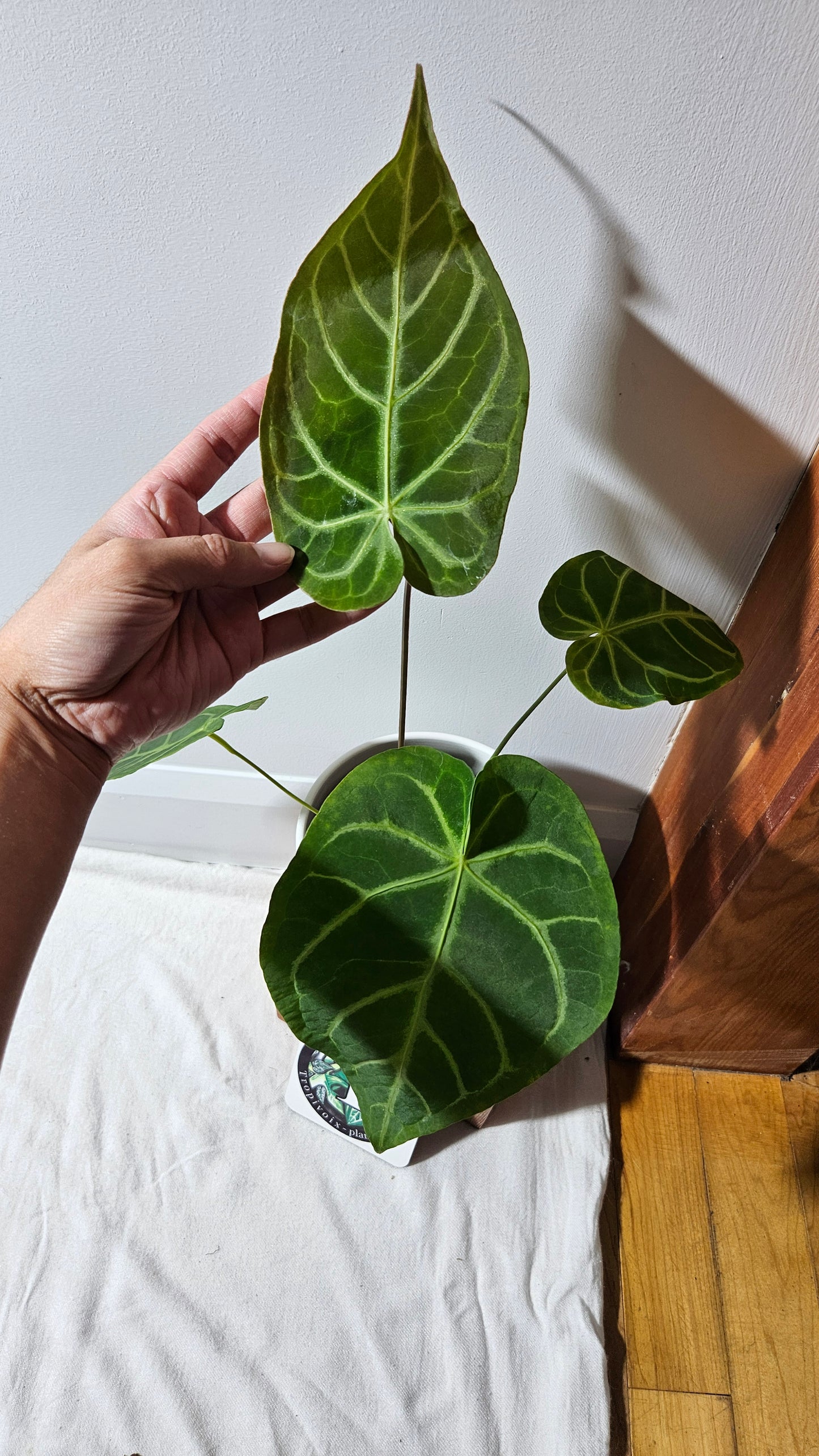 Anthurium Magnificum Velvet "MEDIUM/LARGE format" (ANT-191)