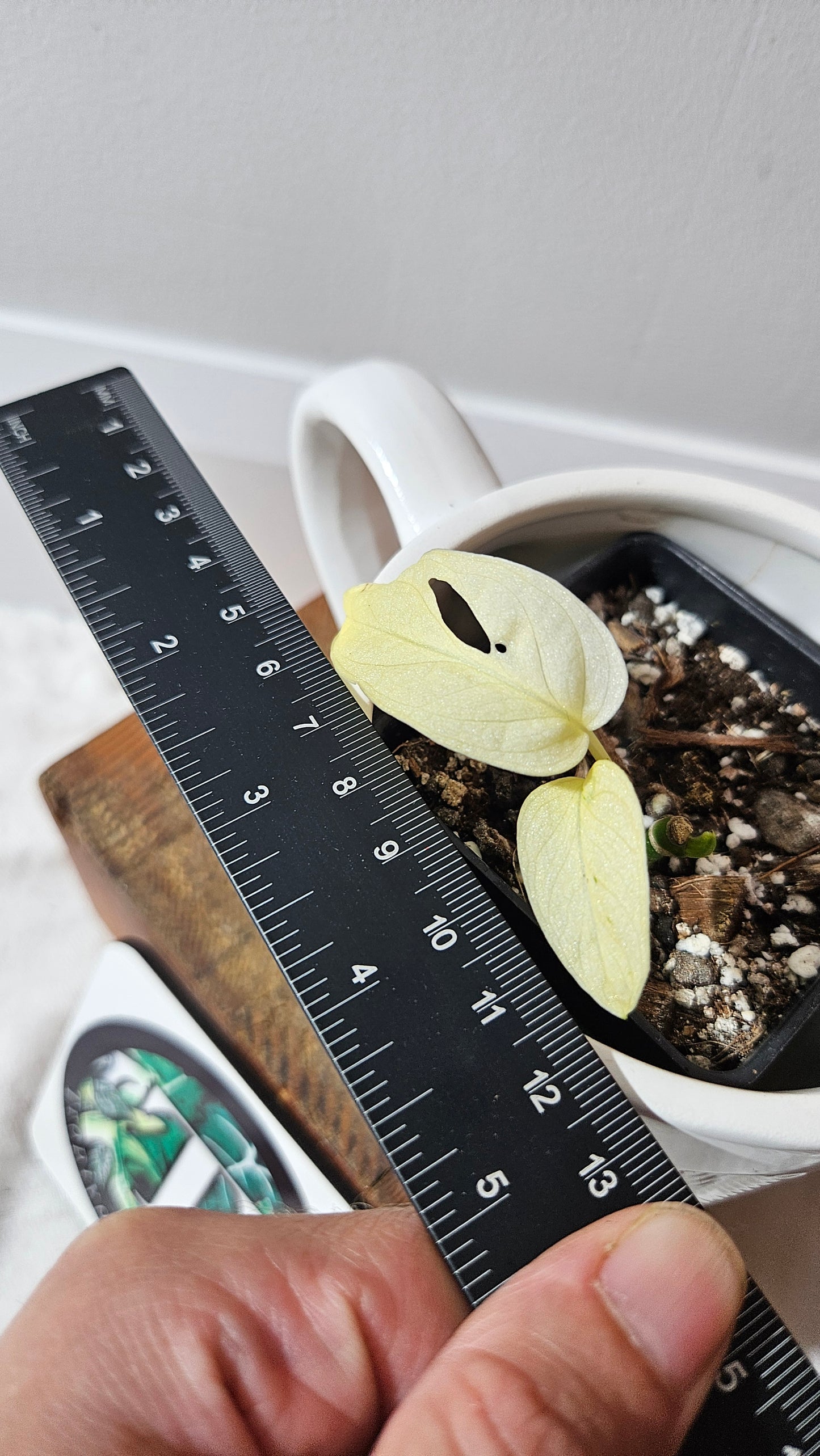Monstera Andasonii Archipelago Ghost (MON-470)