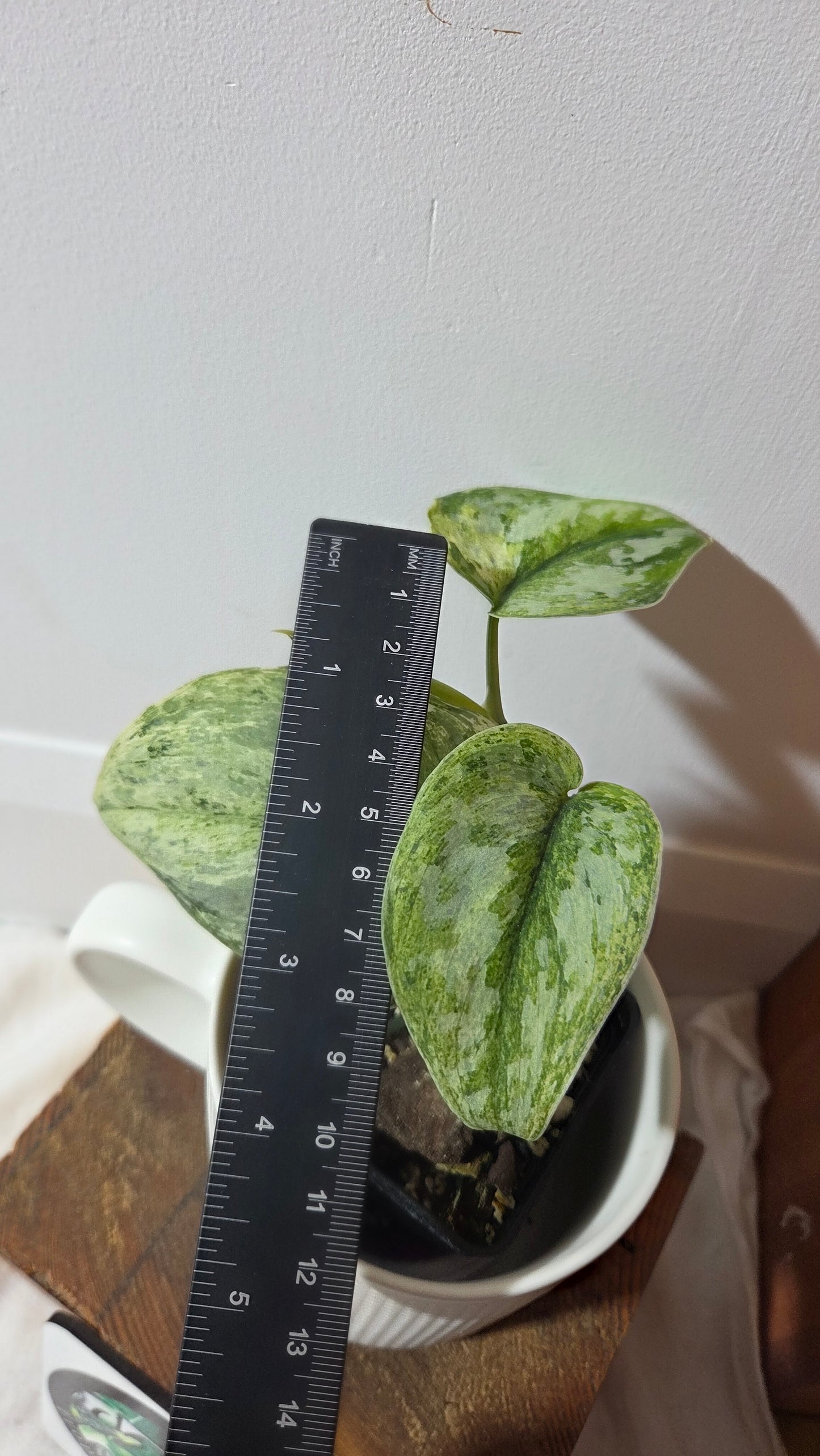 Scindapsus Peasun (SCI-1354)