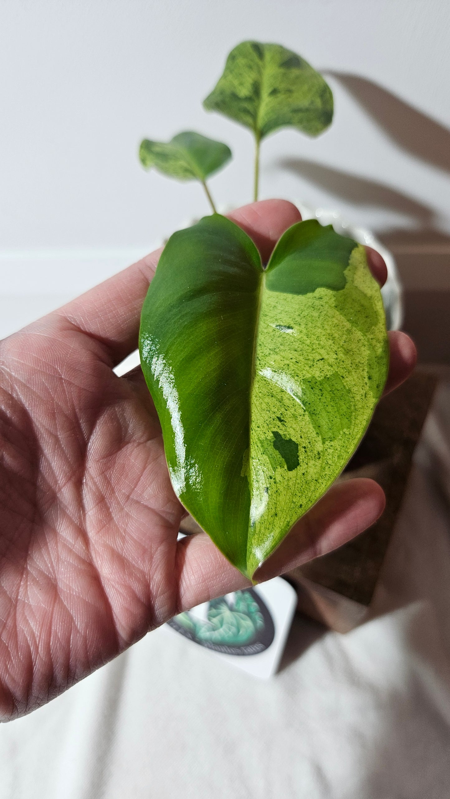 Philodendron BurleMarx Variegata X Paraiso Verde (PHI-740)