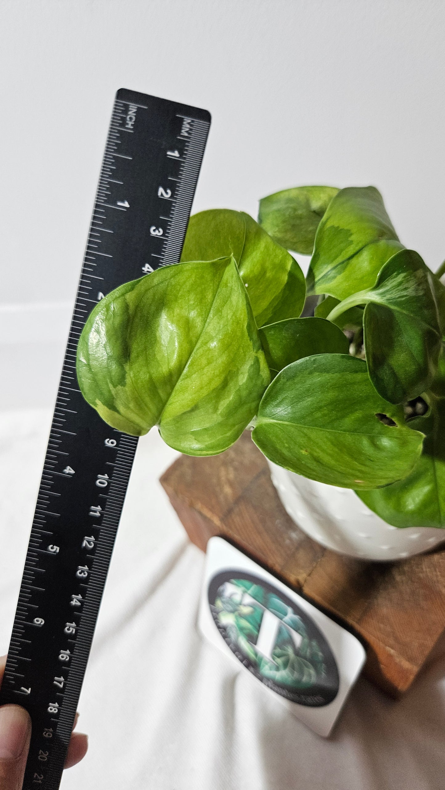 Epipremnum Aureum Manjula yellow/Olivia/Mint (EPI-215)