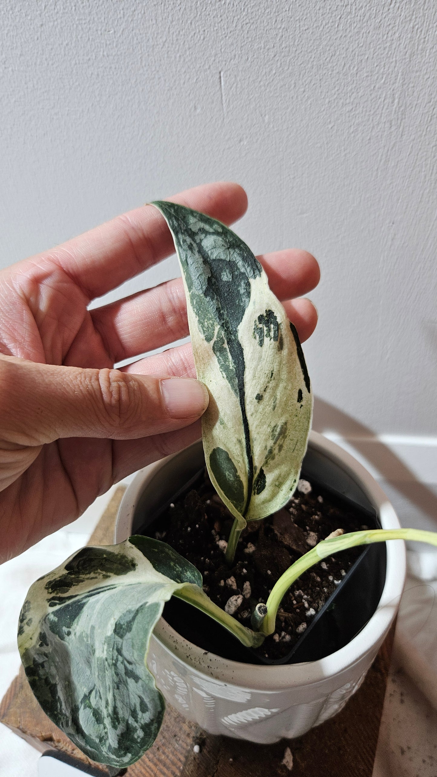 Scindapsus Exotica Salaka Variegata (SCI-1251)