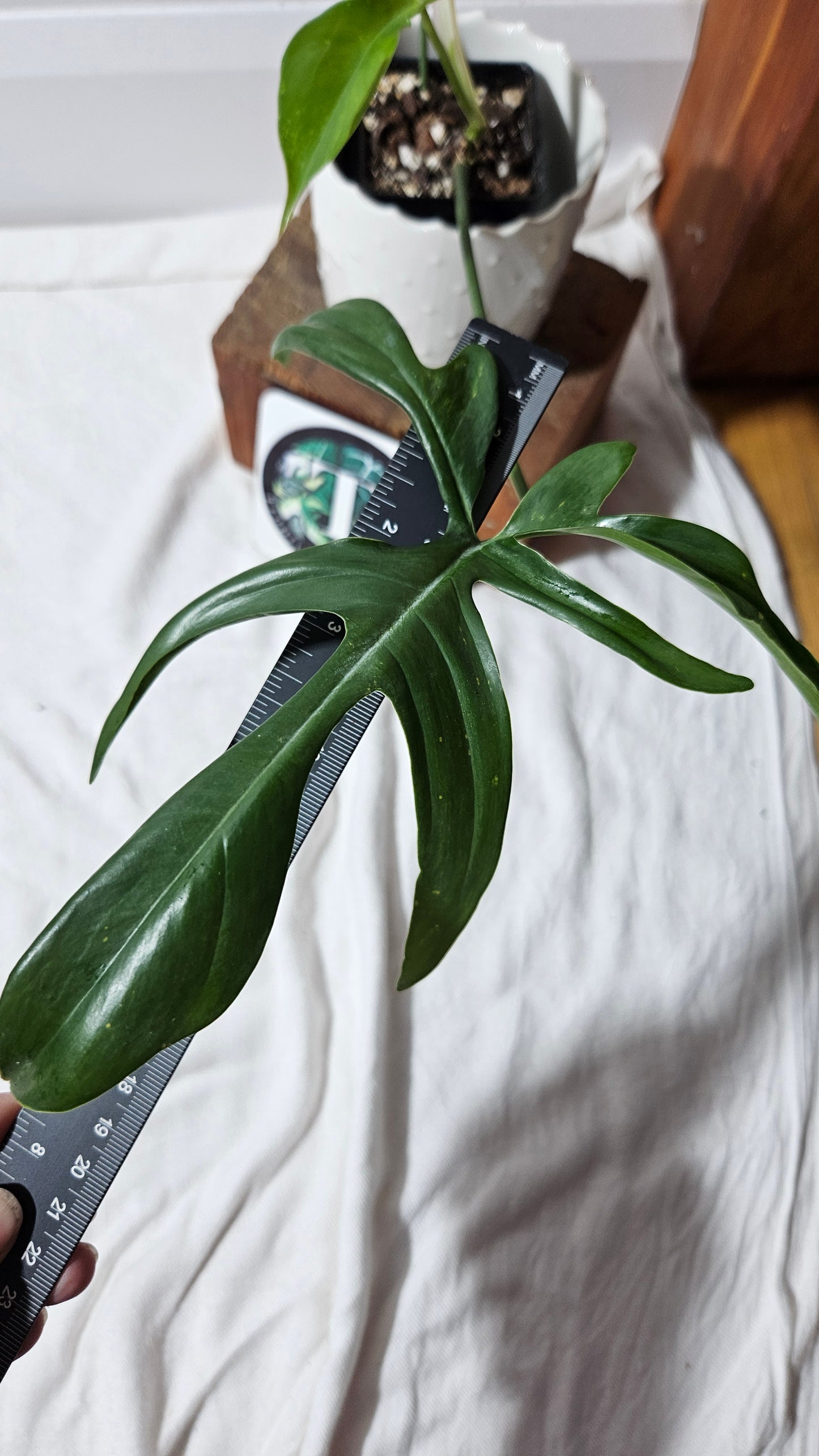 Philodendron Gladhands (PHI-545)