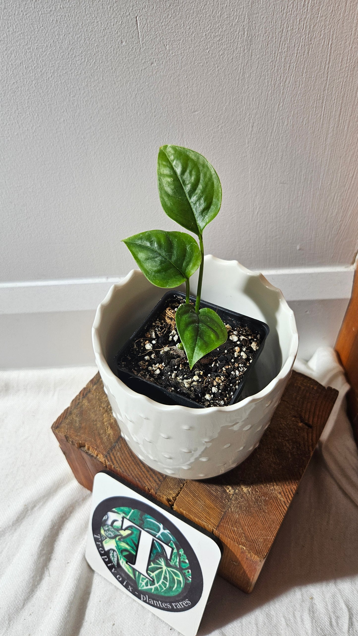 Monstera Obliqua Aff Limon (MON-433)