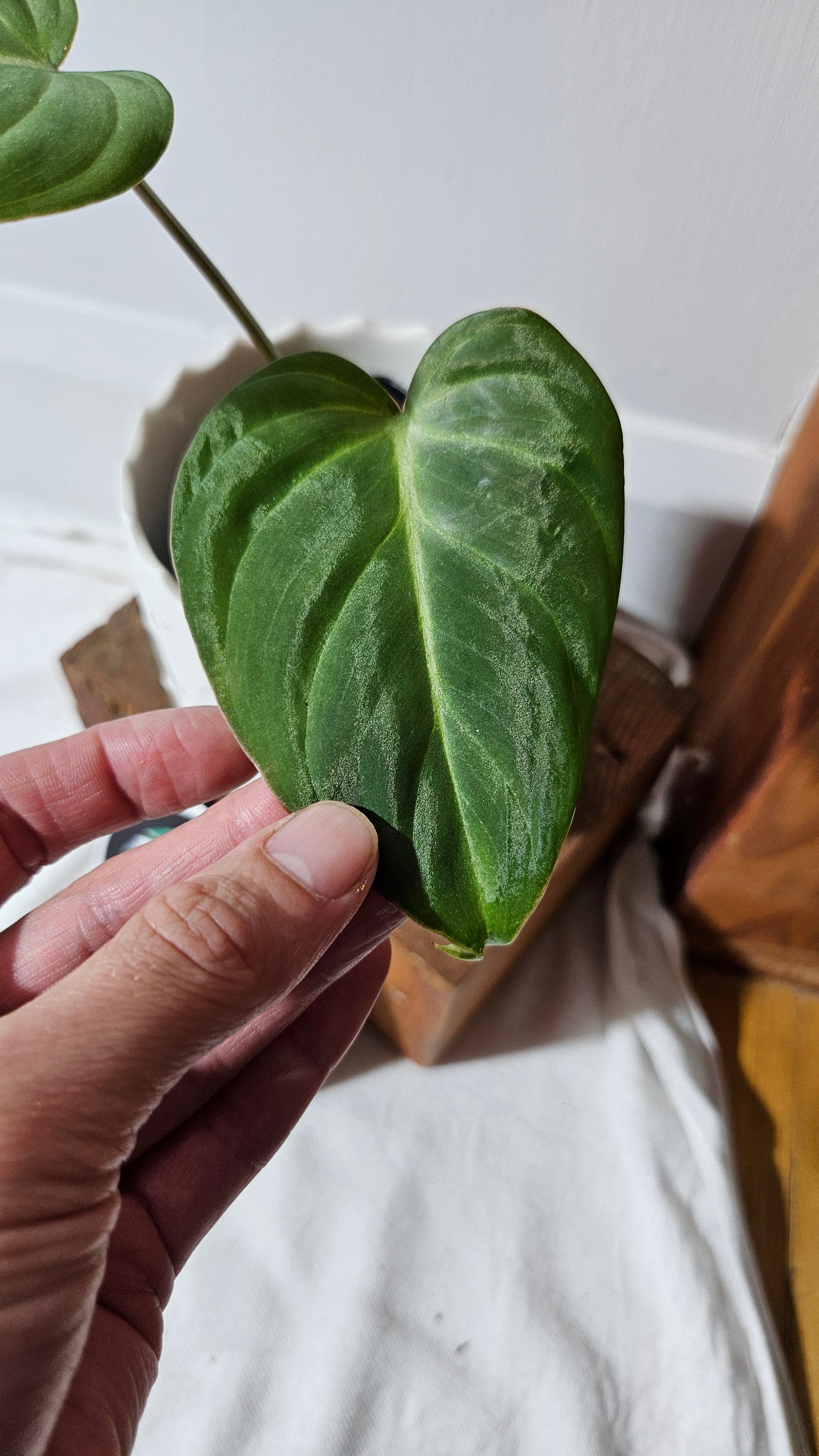 Philodendron Gloriosum (PHI-830)