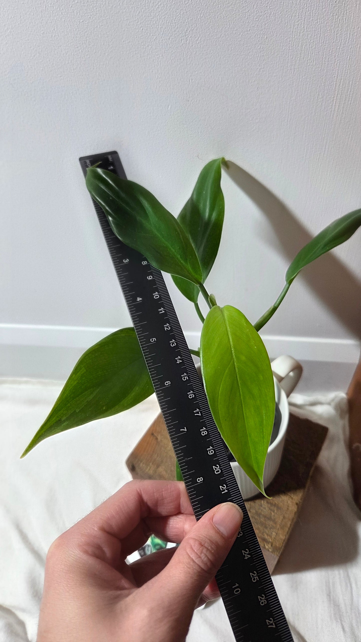 Philodendron Tripartitum (PHI-971)