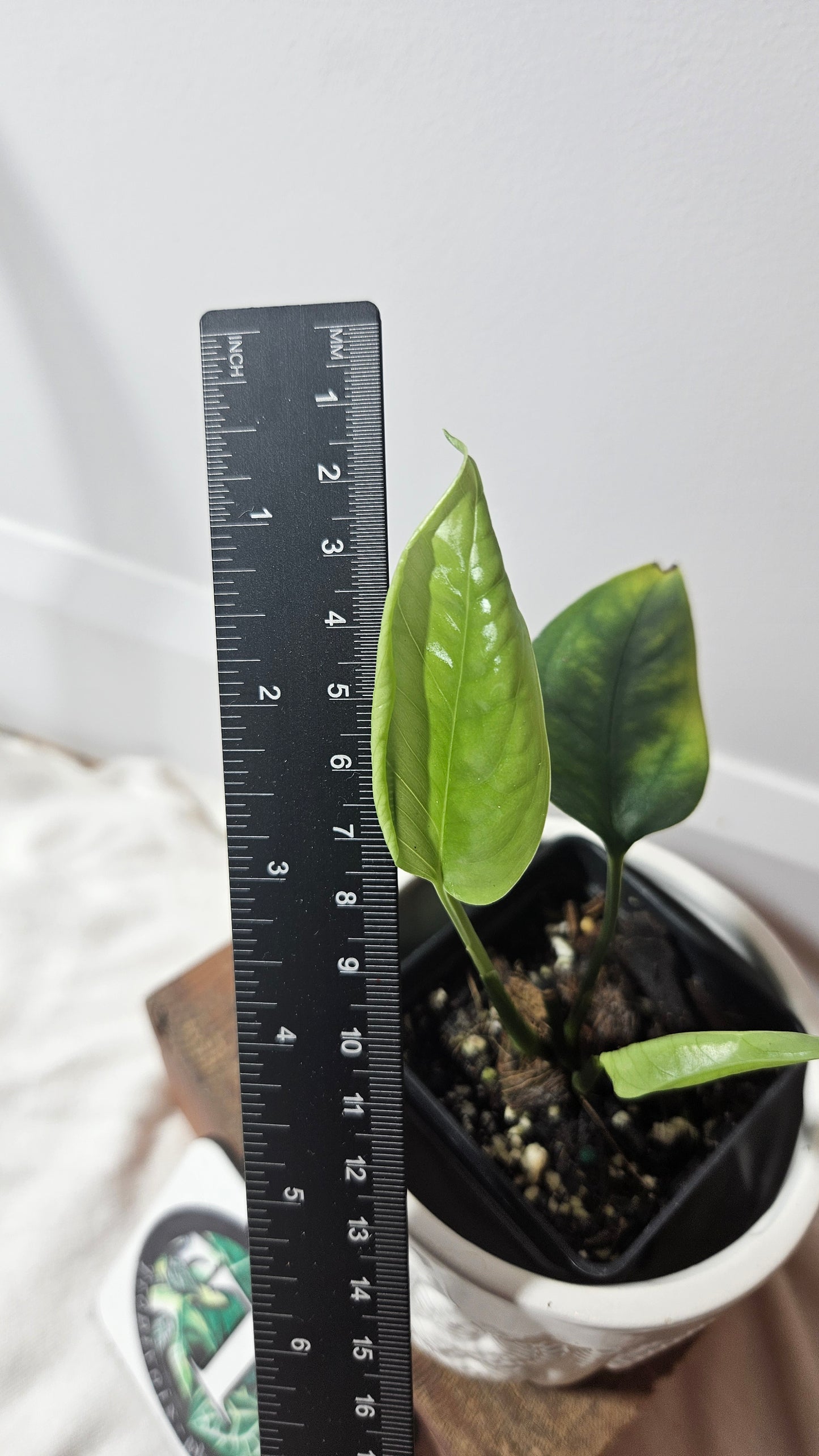 Monstera Obliqua Aff Amazonica (MON-304)