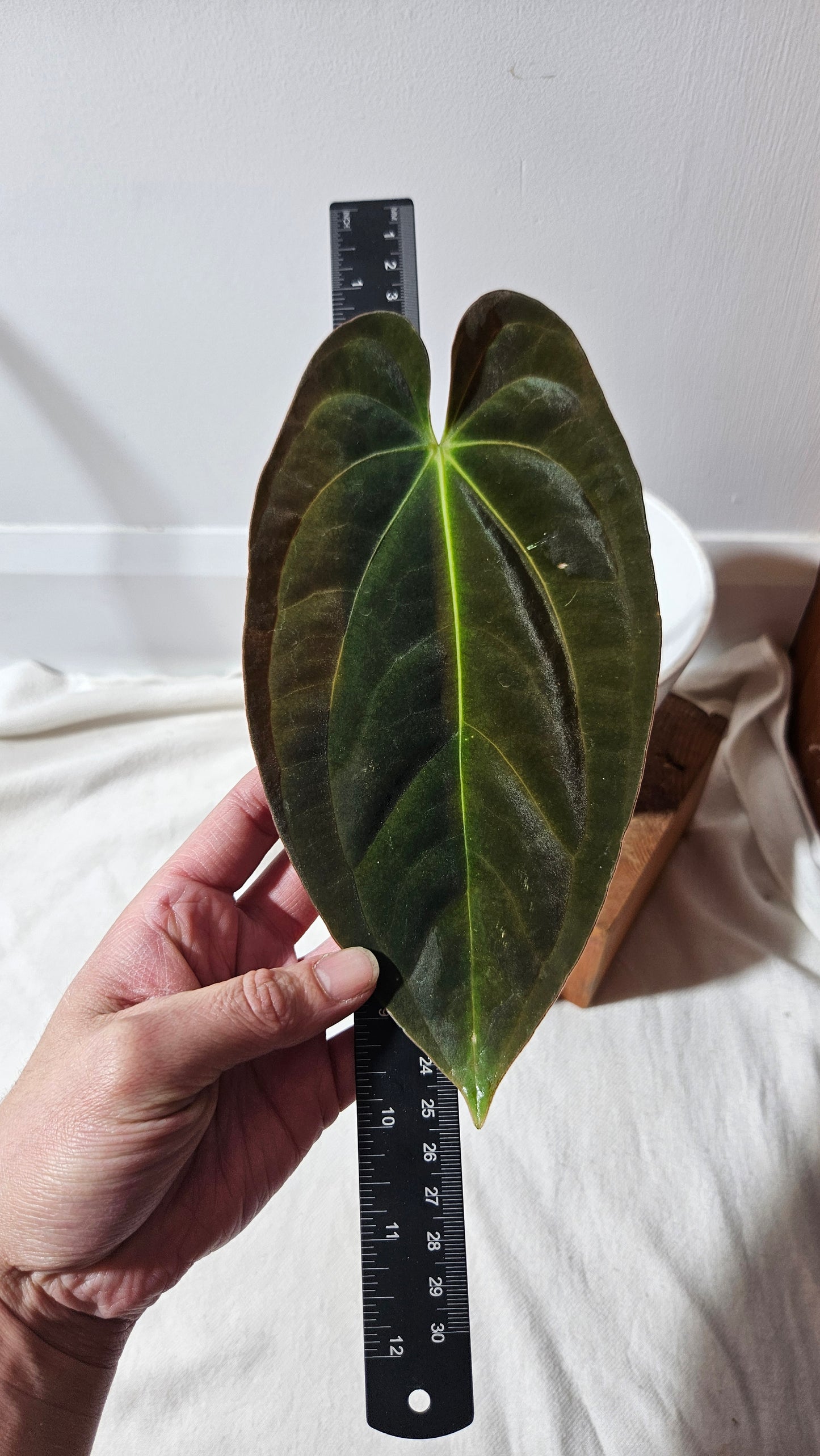 Anthurium Papillilaminum (d'équateur) "format MOYEN" (ANT-314)