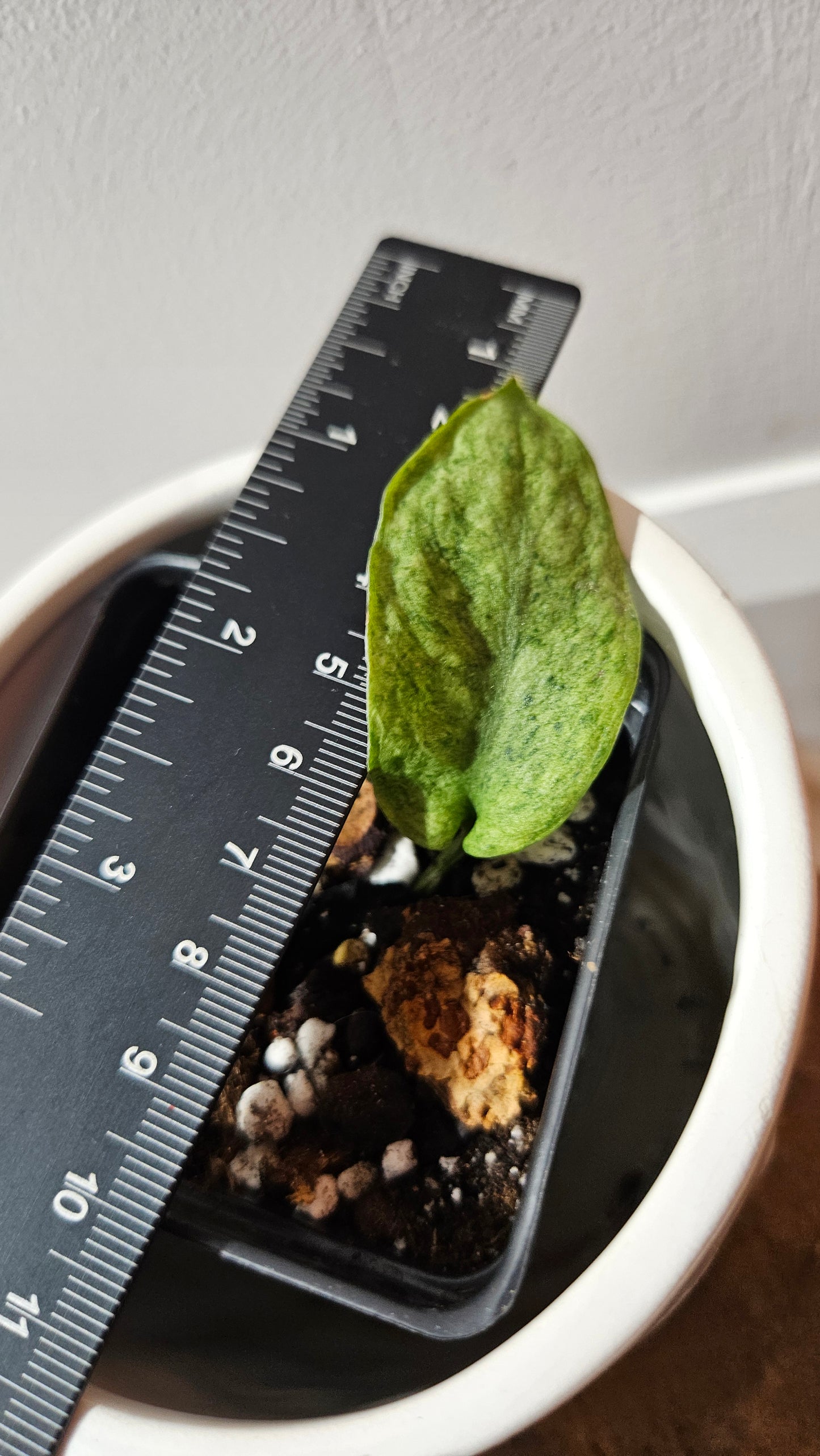 Scindapsus Mojito (SCI-1173)