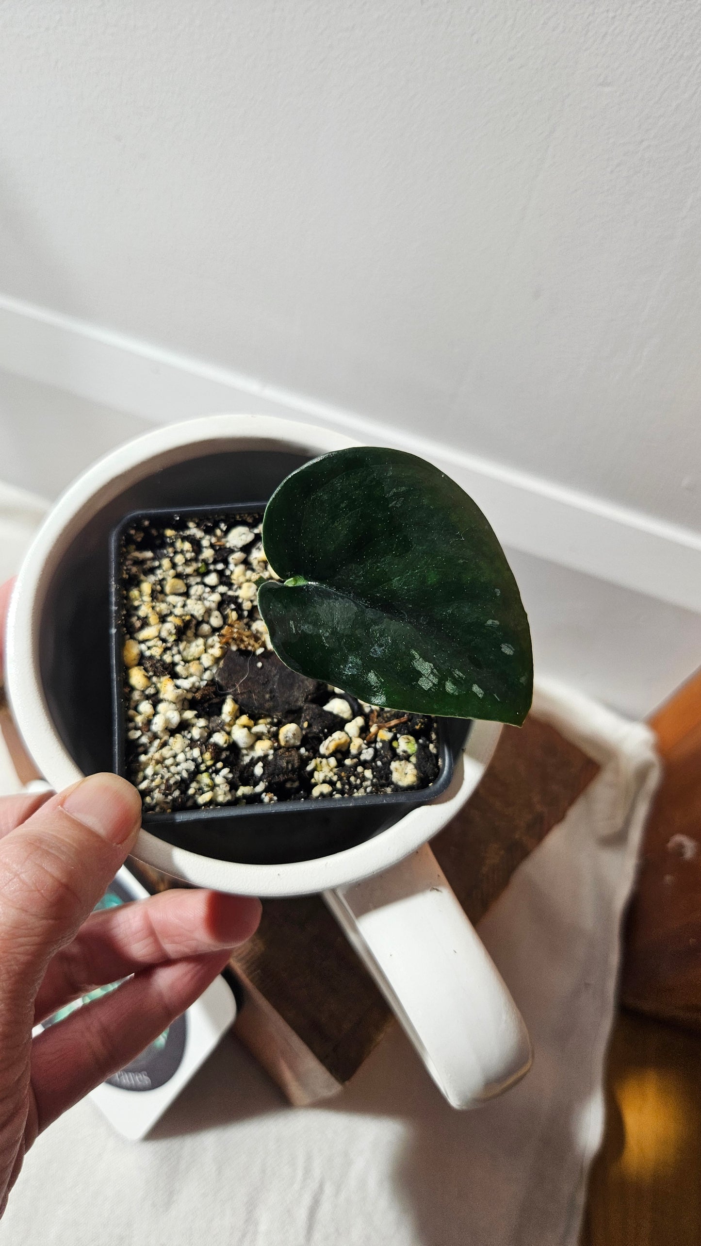 Scindapsus Black Mamba (SCI-851)