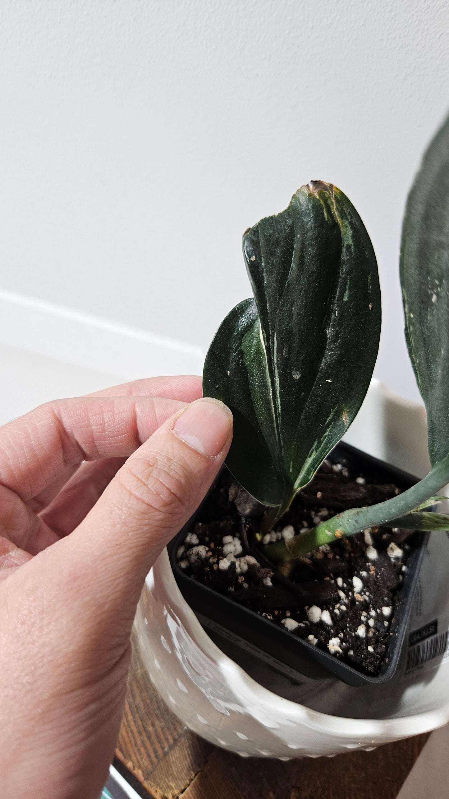 Scindapsus Treubii Dark Form silver (SCI-1014)