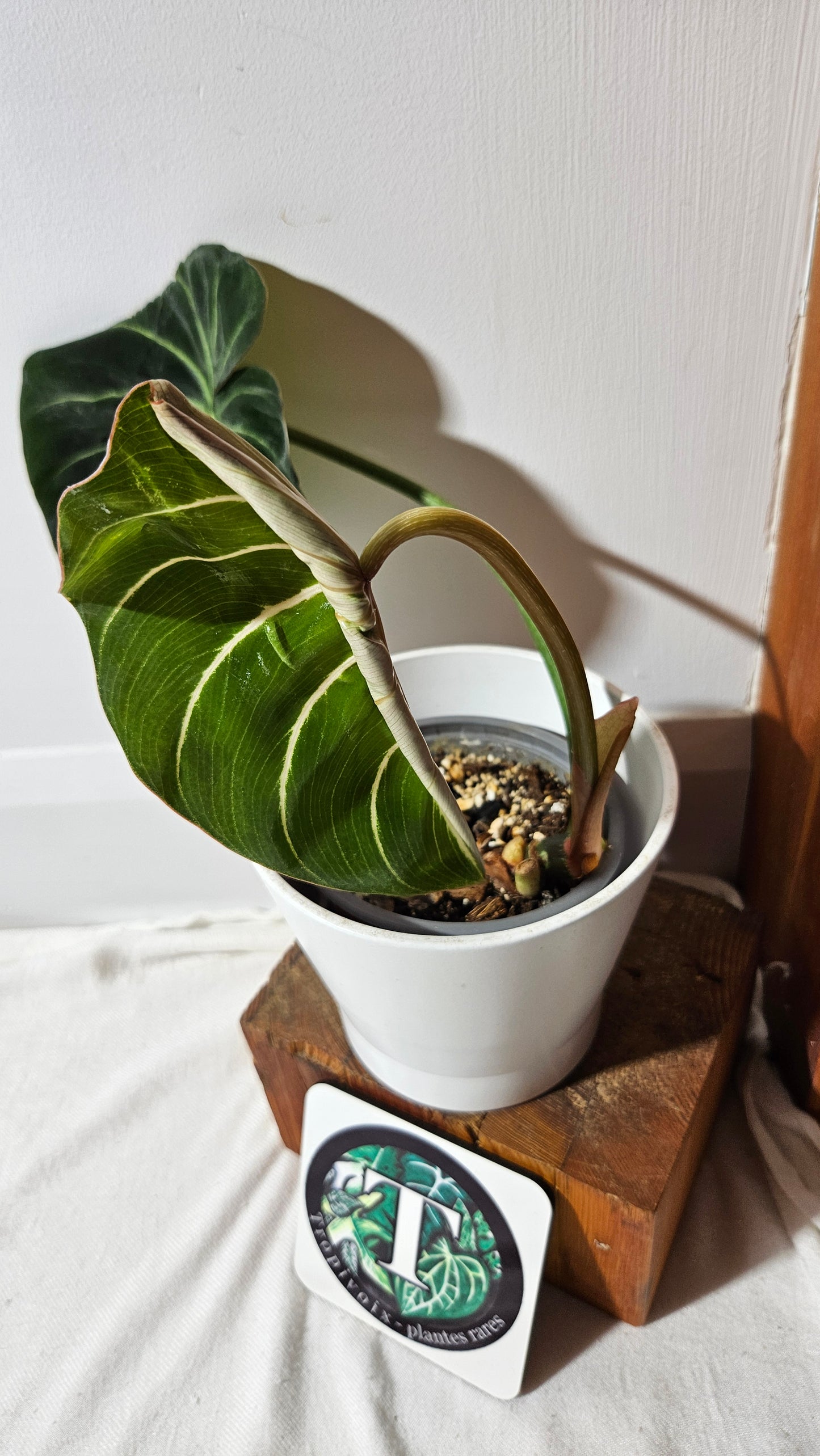 Philodendron Gloriosum Pink (PHI-831)