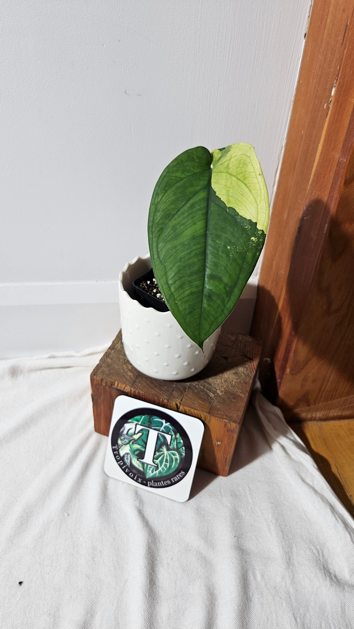 Syngonium Chiapense Albo (SYN-452)
