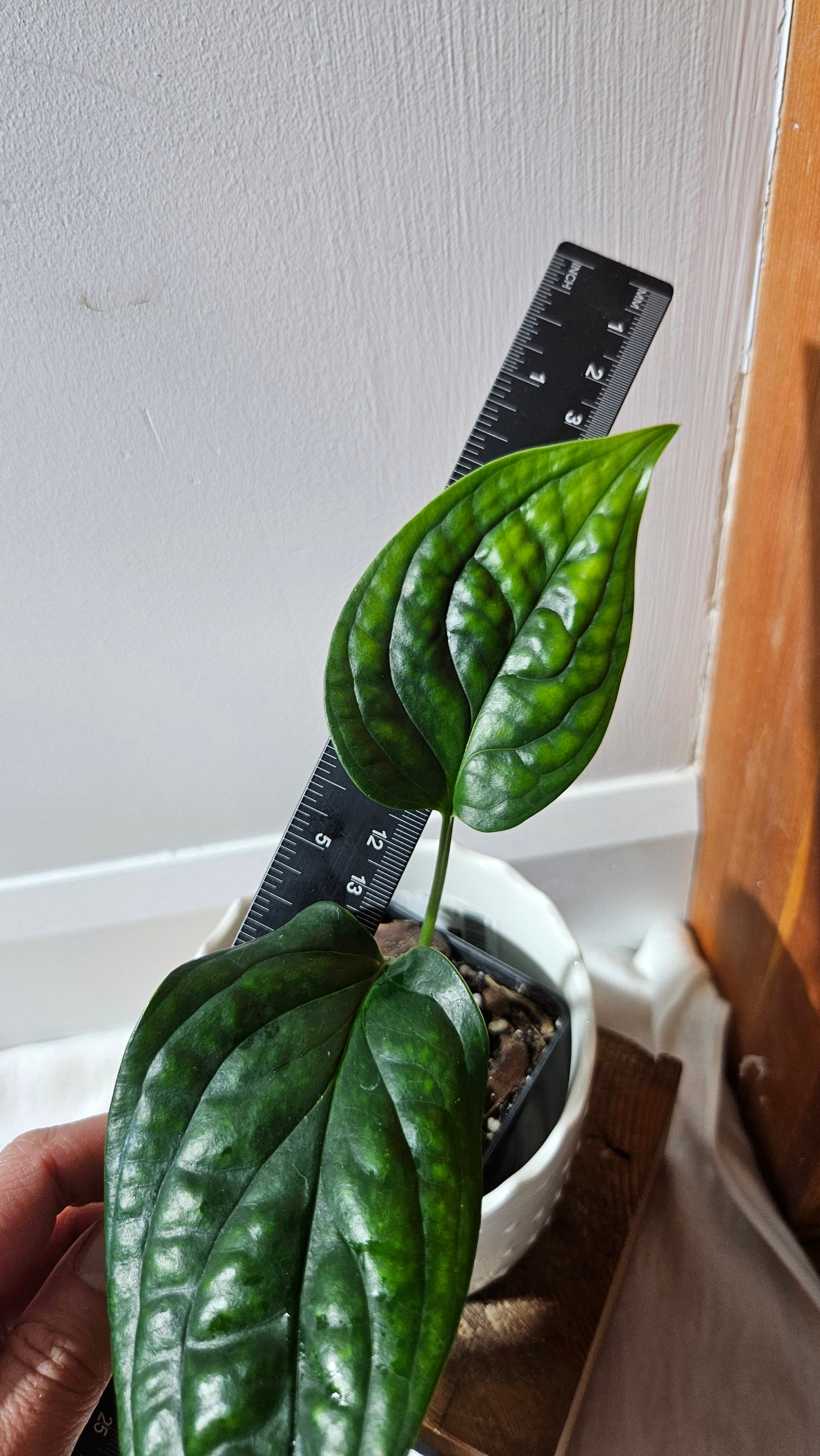Monstera Obliqua Aff Black Strypes (MON-426)