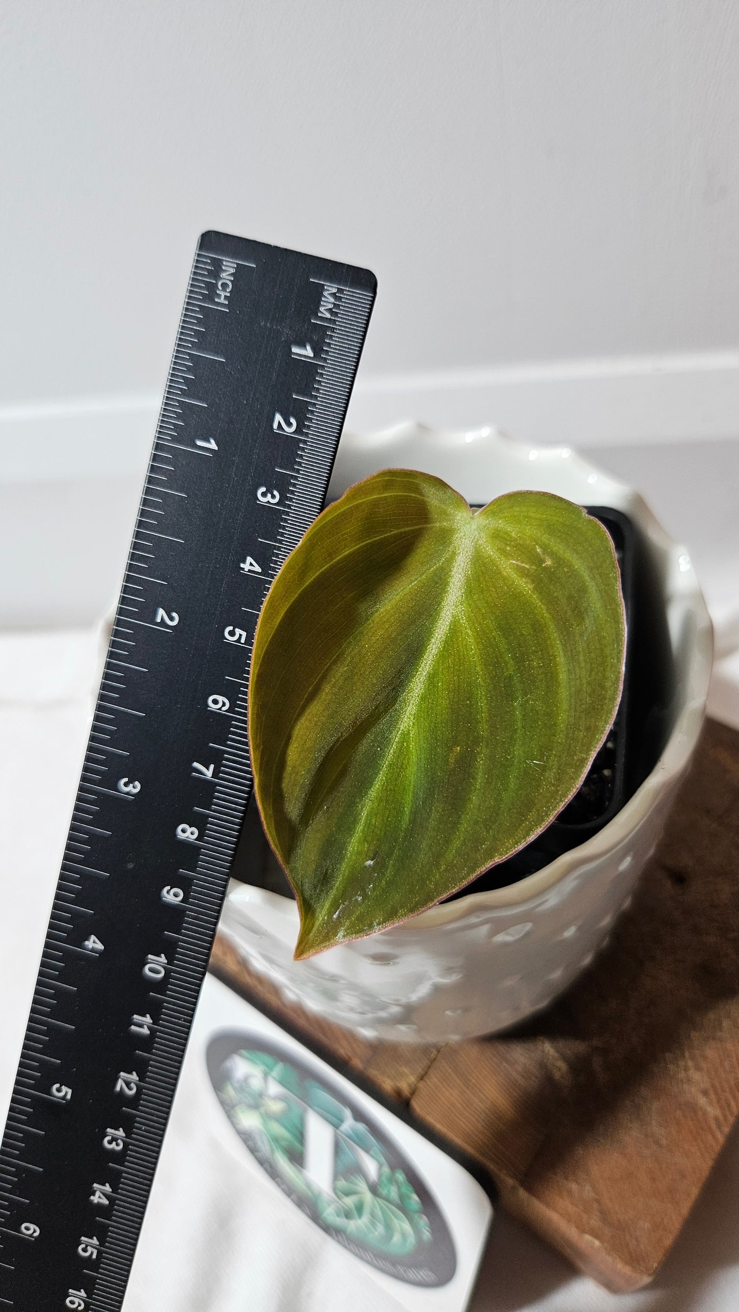 Philodendron Glorious (PHI-813)