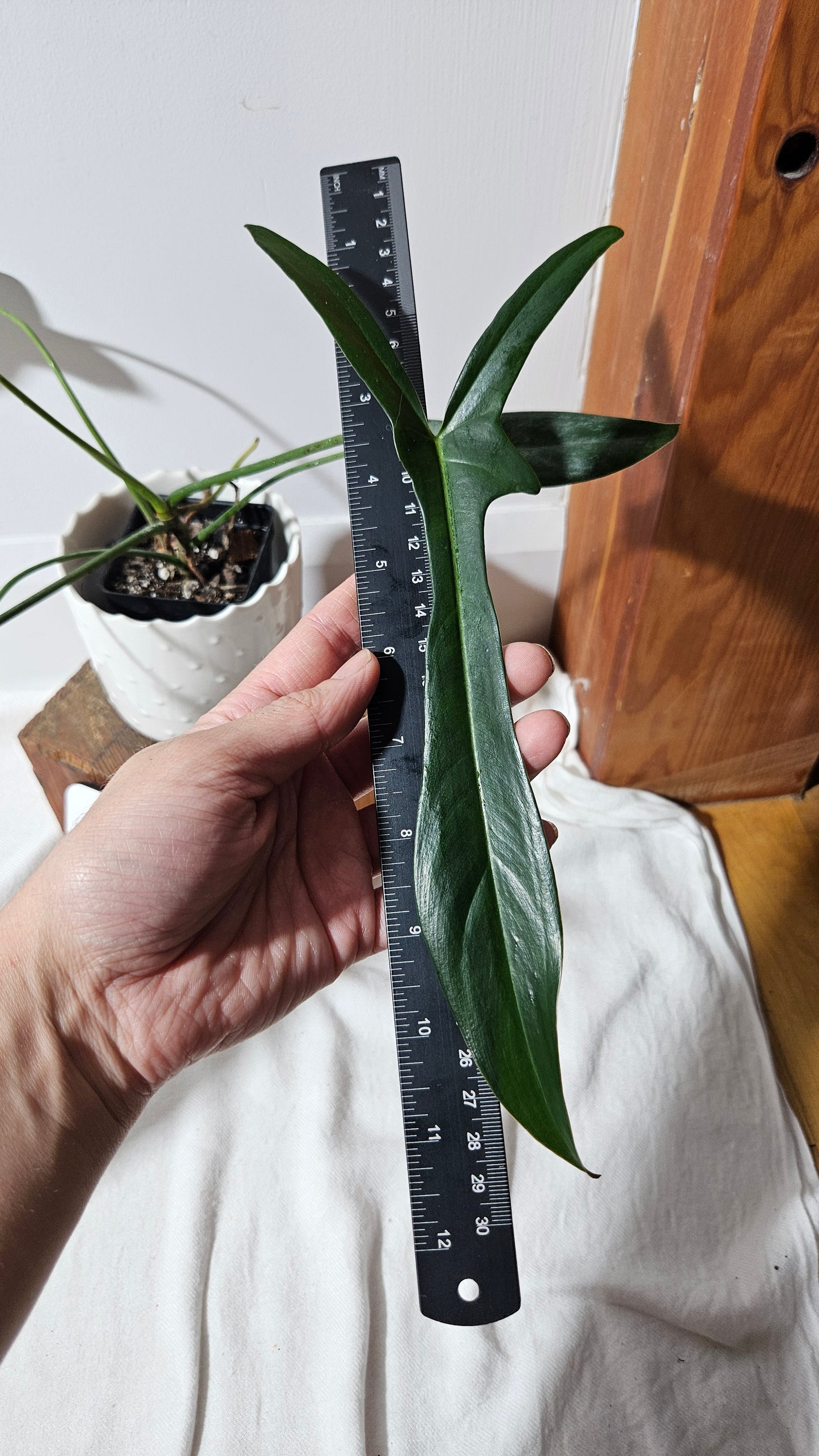 Philodendron Longilobatum (PHI-400)