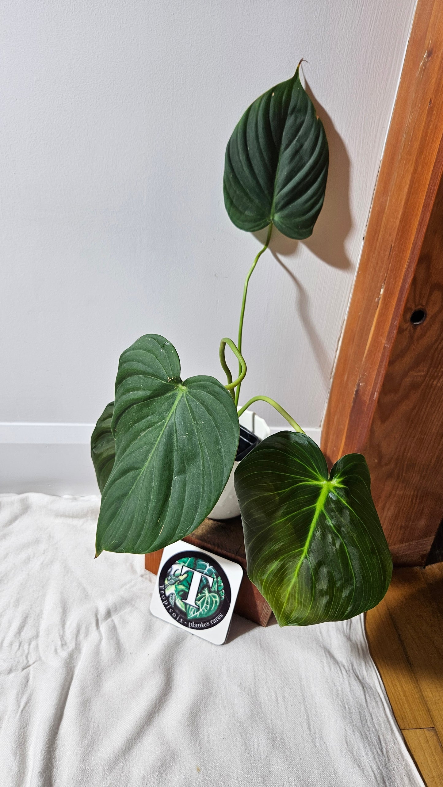 Philodendron Célébration/(Rubrijuvenile X Pastazanum) (PHI-929)
