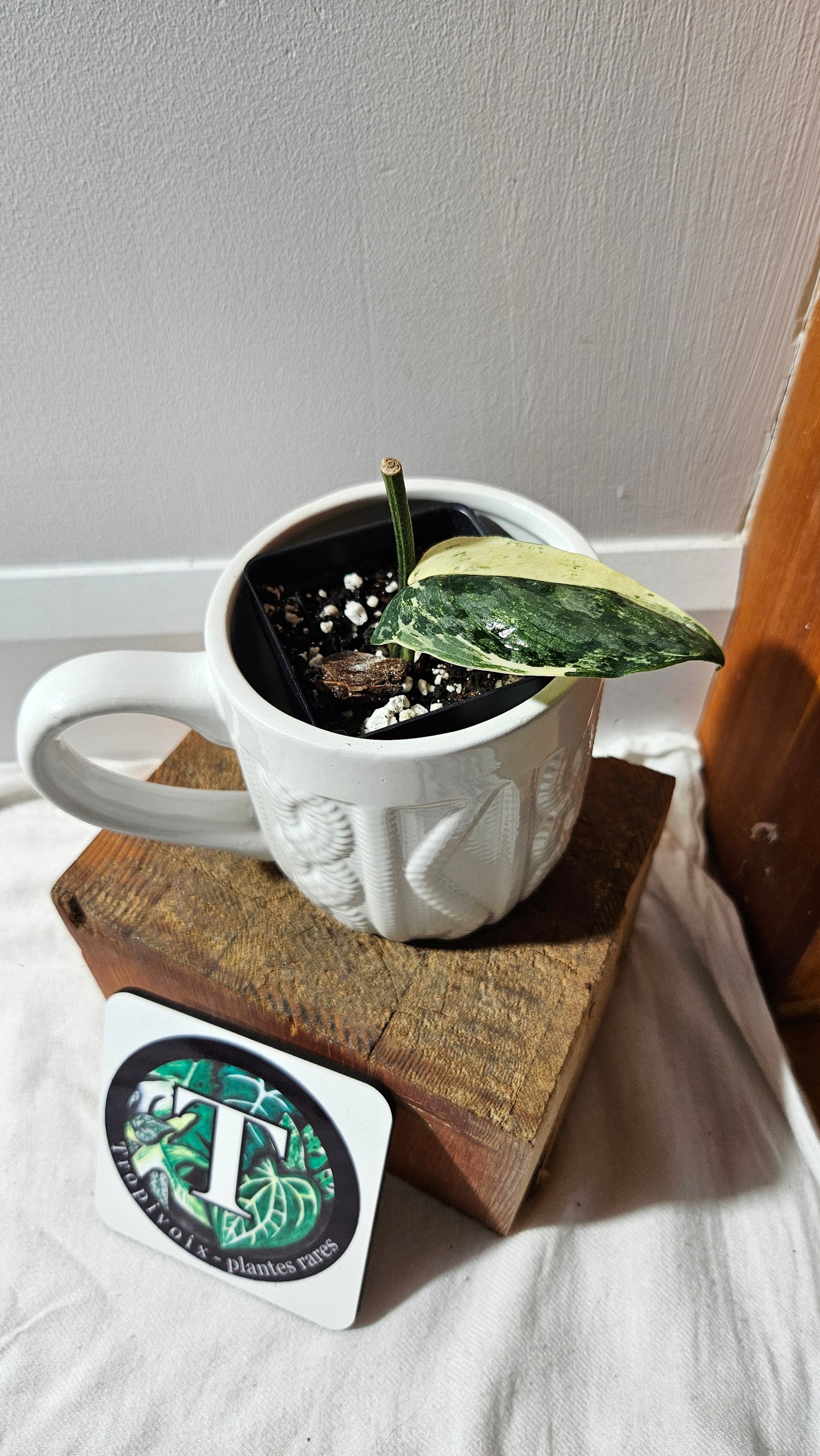 Scindapsus Blue Splash Variegata (SCI-1157)