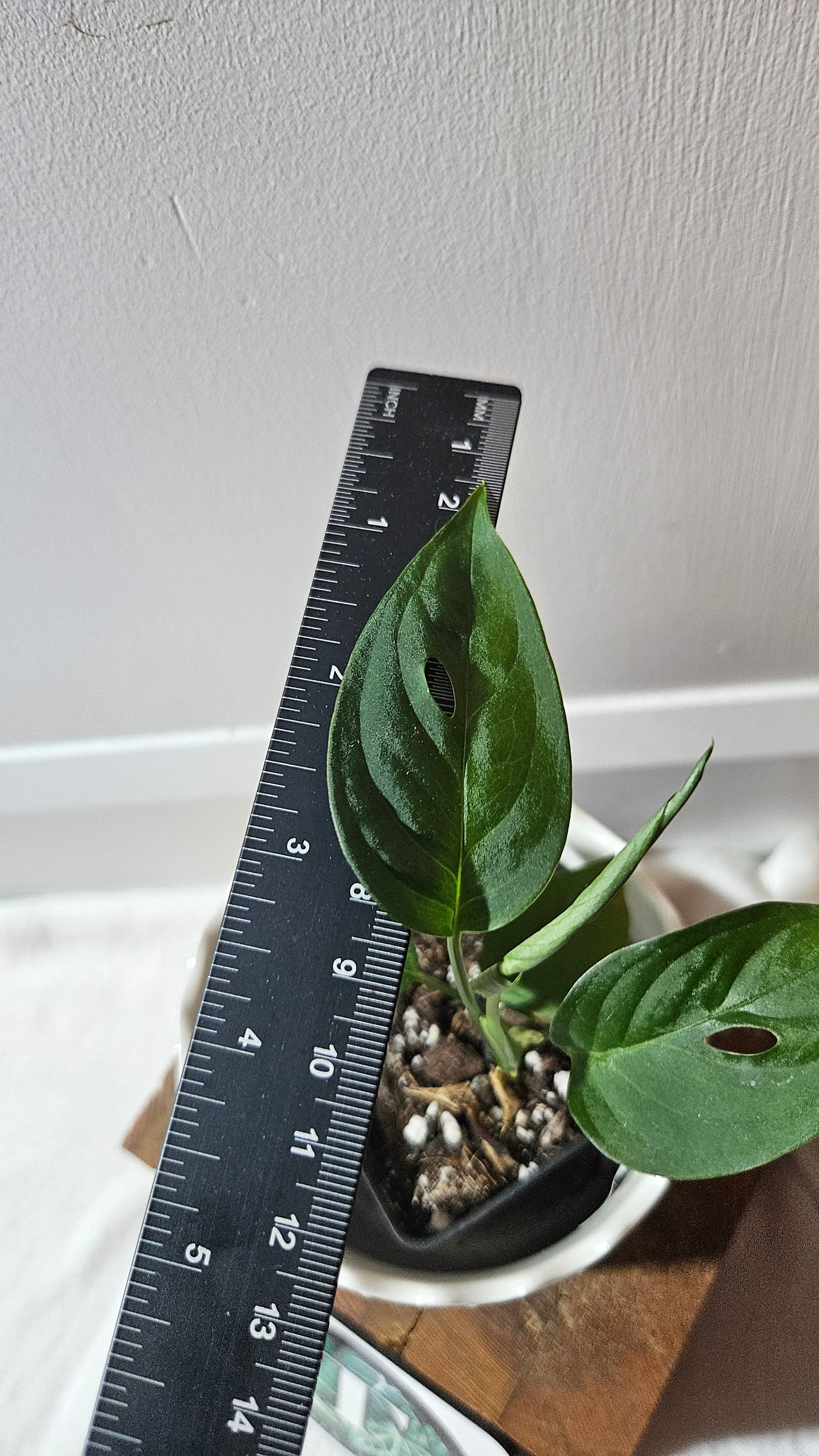 Monstera Obliqua Aff Indanza (MON-437)