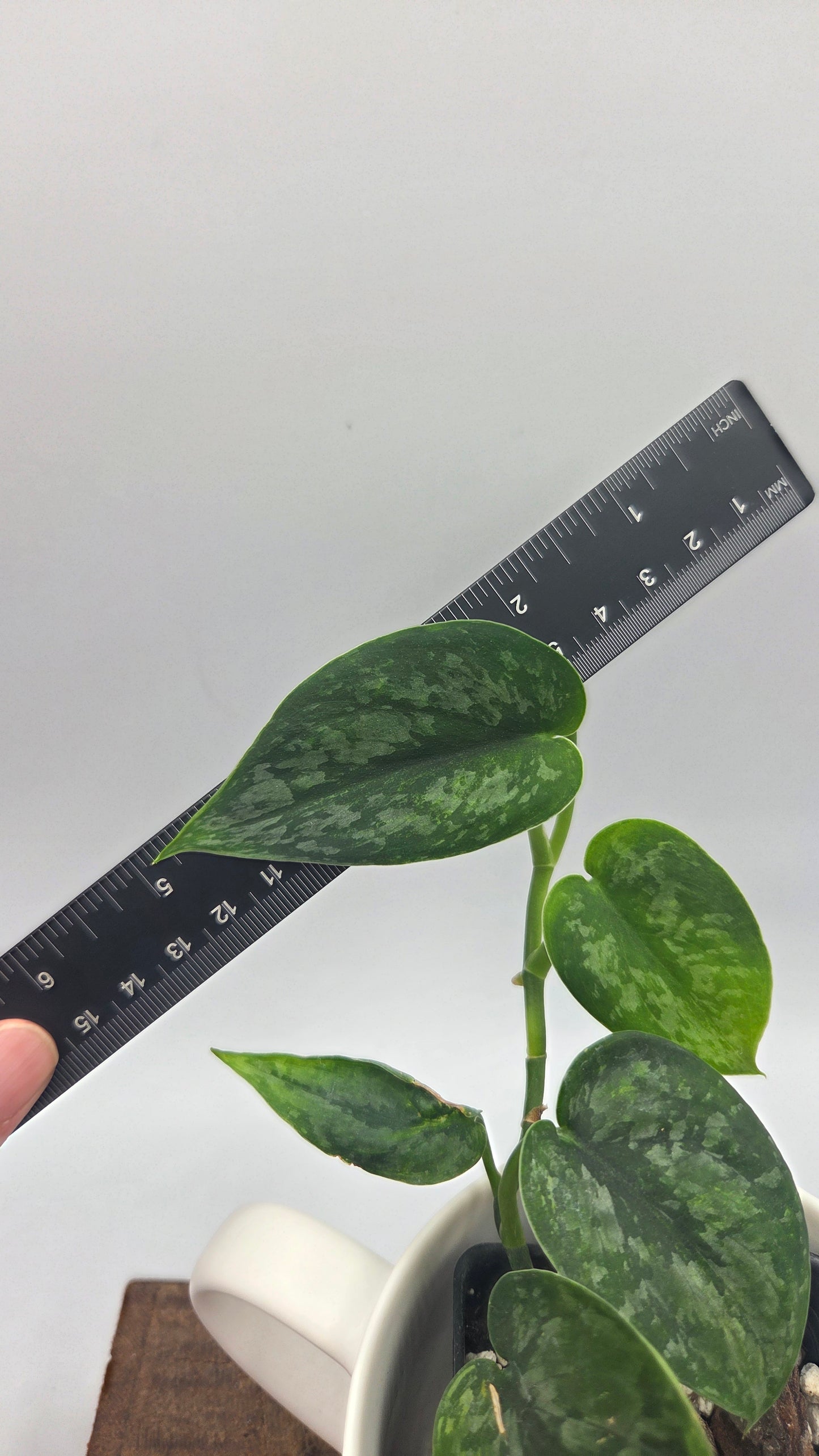 Scindapsus Léopard Variegata (SCI-1194)