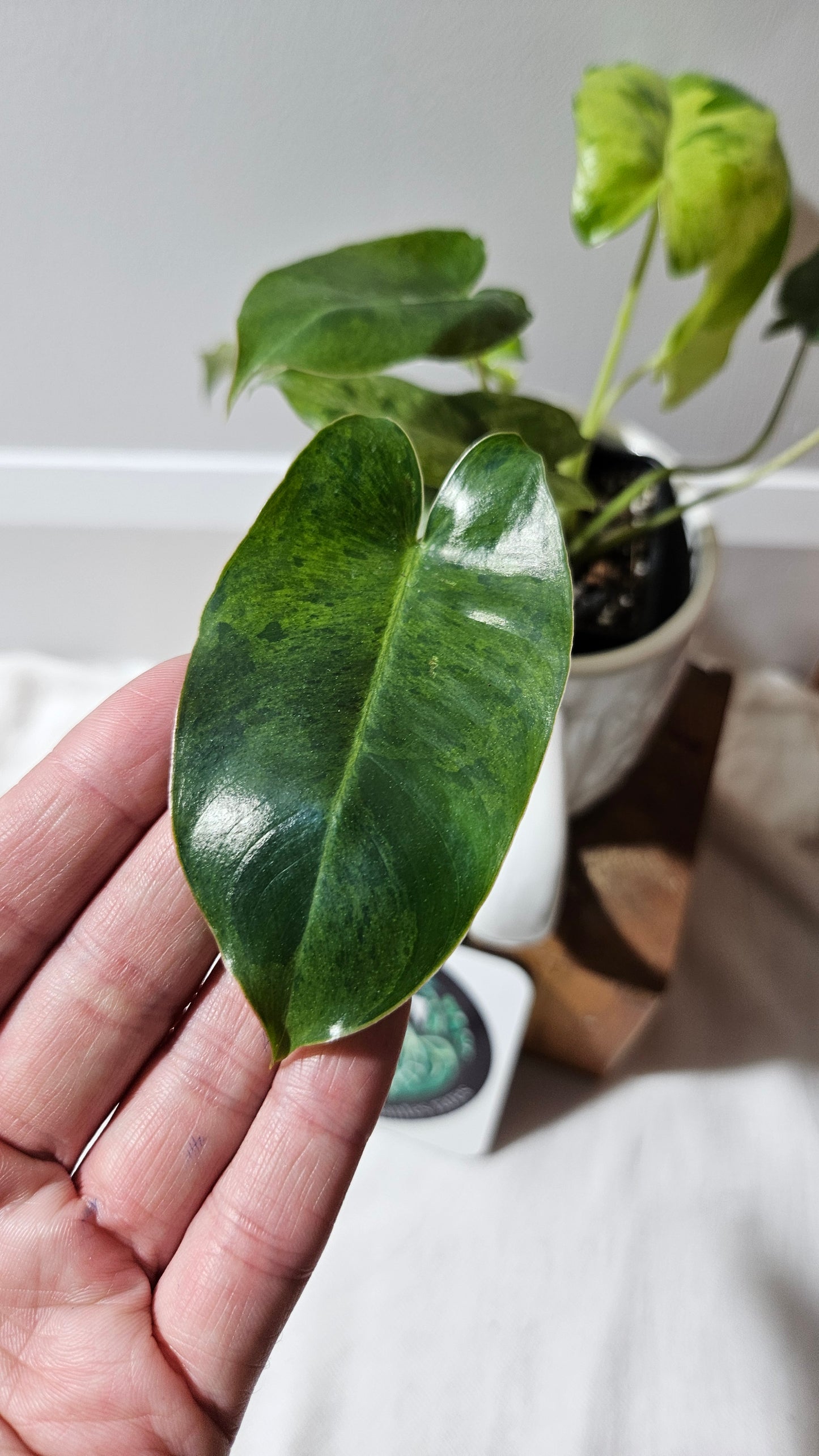 Philodendron BurleMarx Variegata X Paraiso Verde (PHI-913)