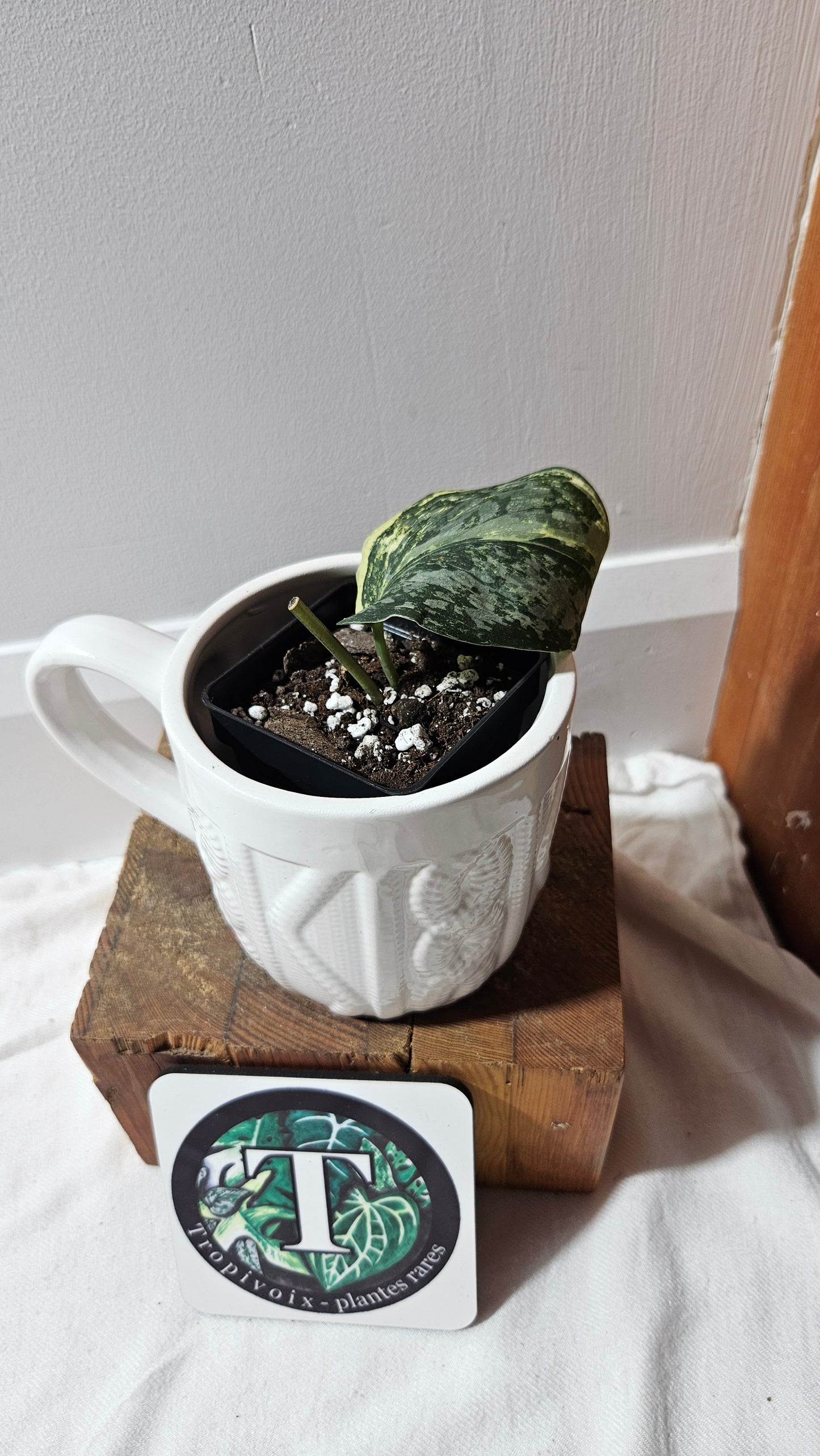 Scindapsus Exotica Salaka Variegata (SCI-1250)