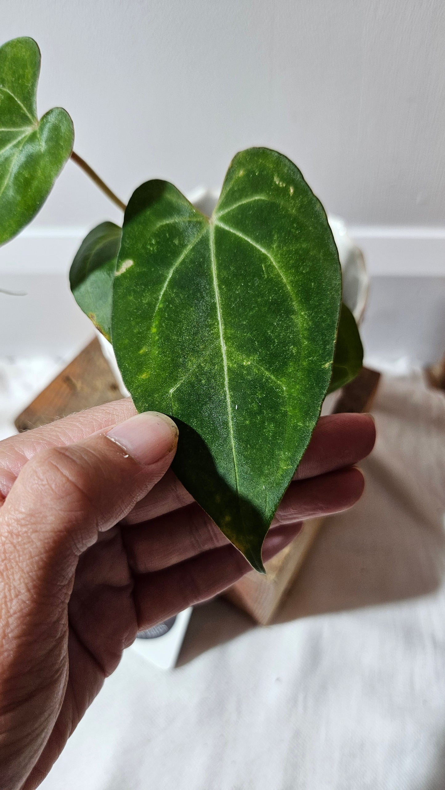 Anthurium Papillilaminum Legend "format PETIT" (ANT-510)