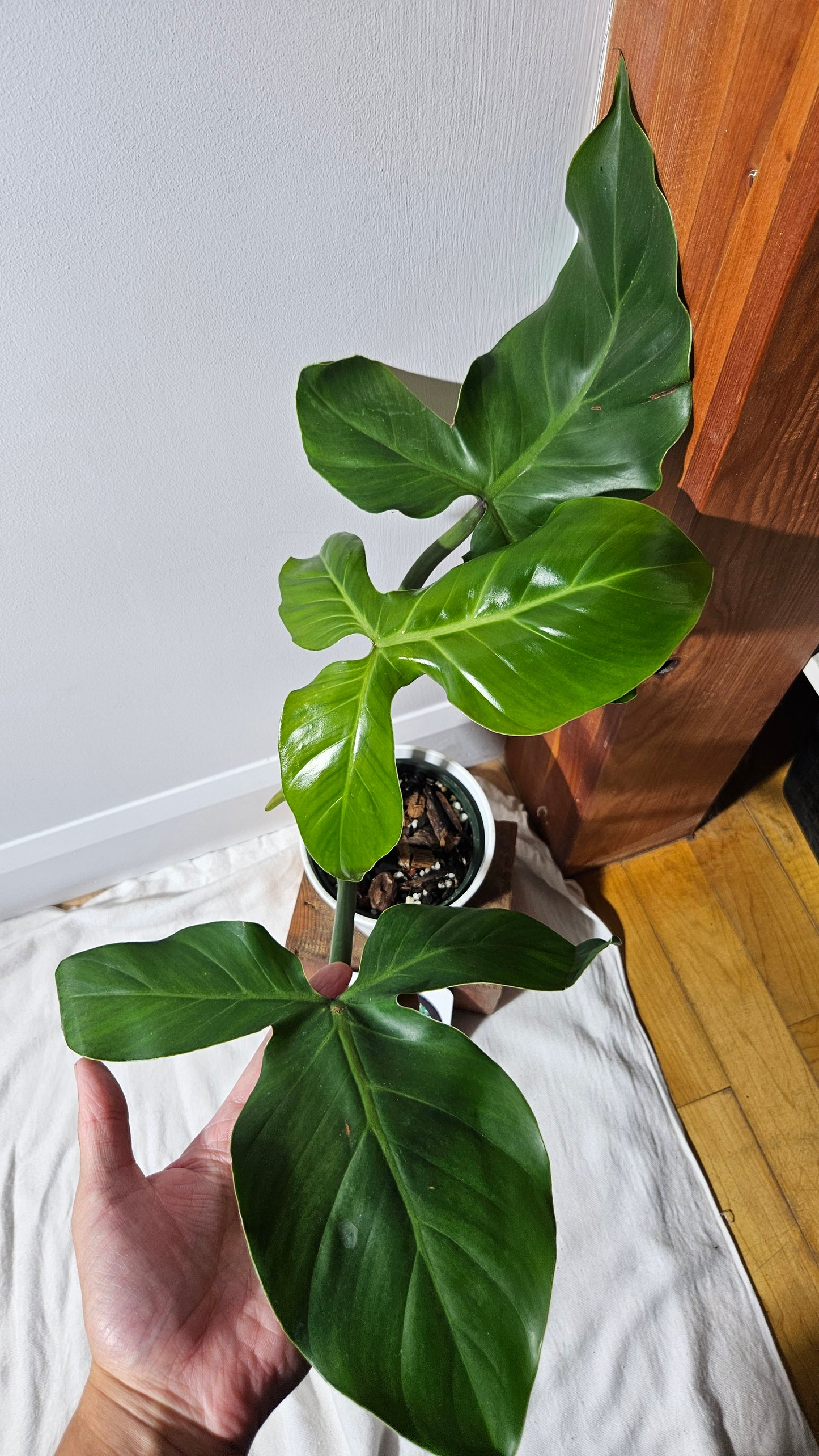 Philodendron Santamartinense (PHI-936)