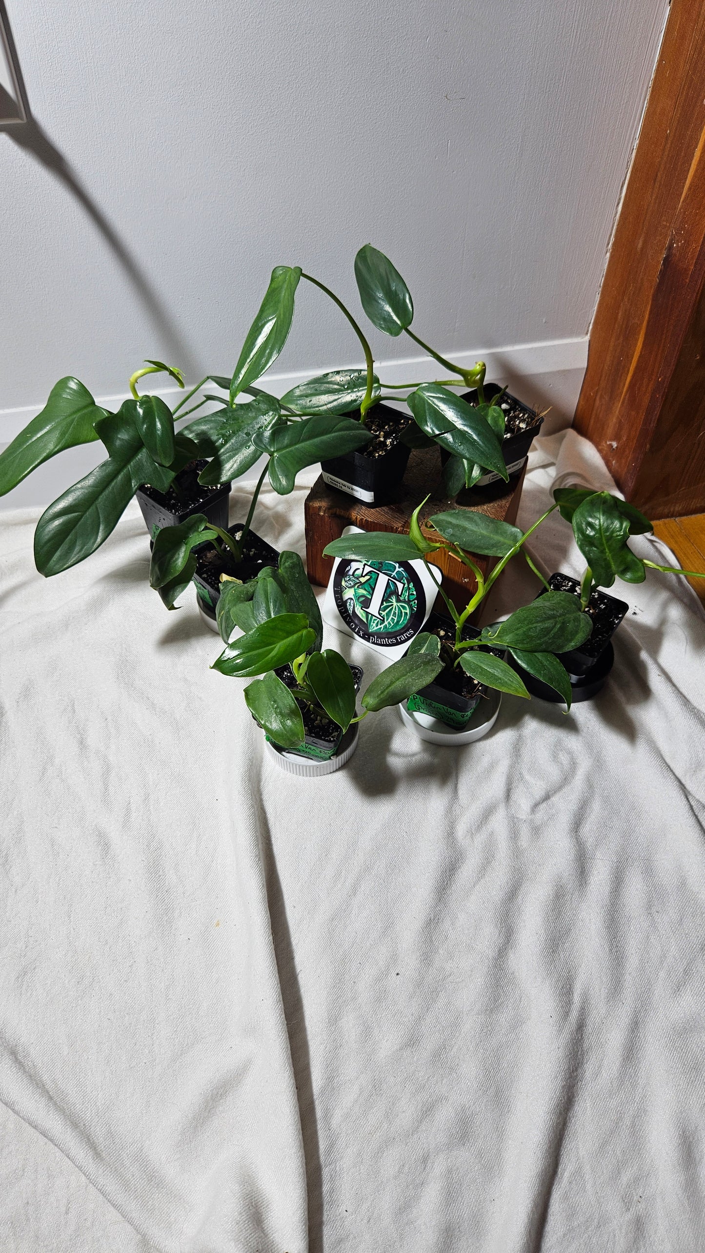 "FREEBIE 185-186,213-219" (with purchase of $60 before taxes) Philodendron Violin Variegata revert 1 FREEBIE /PERSON