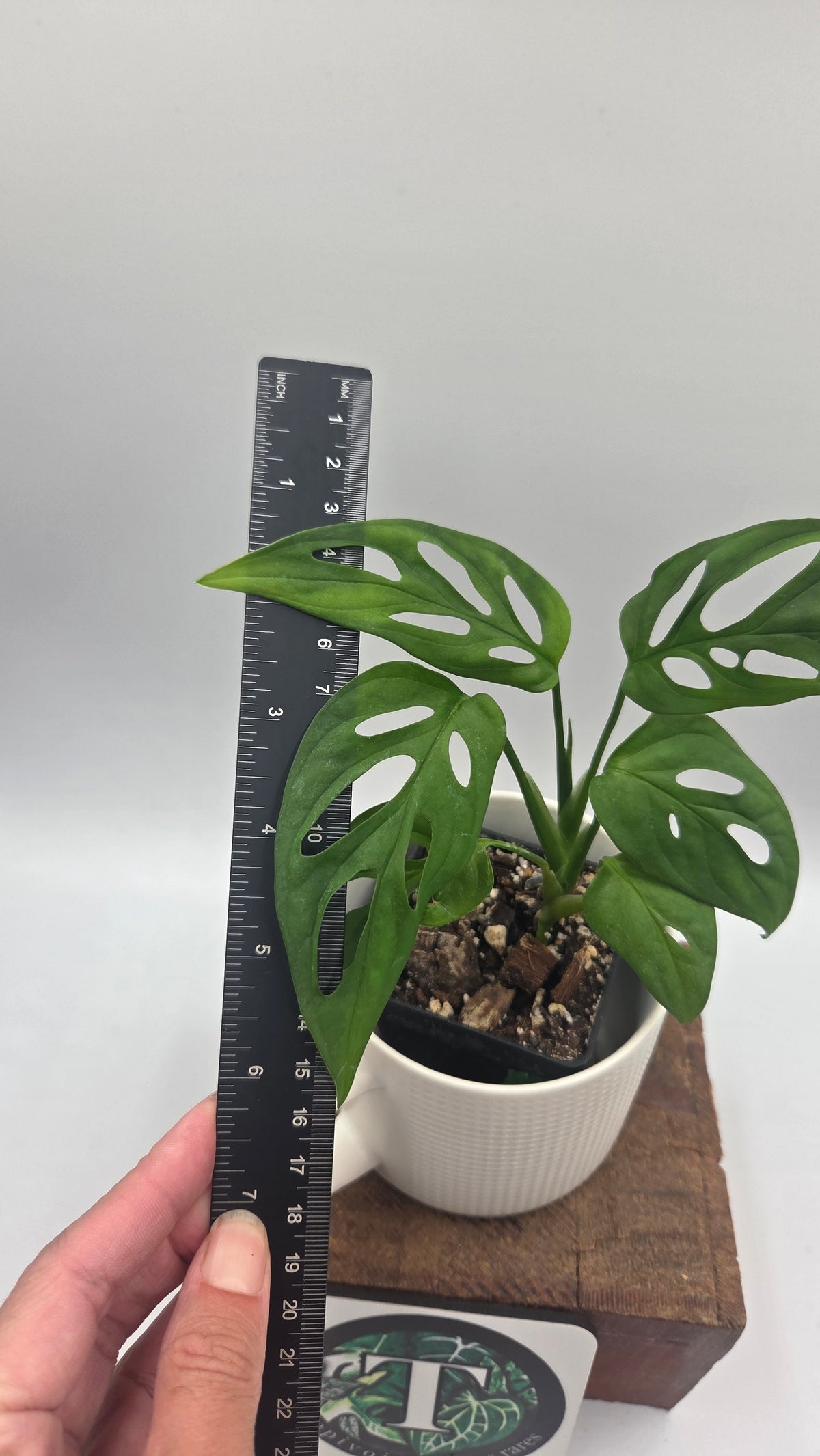 Monstera Obliqua aff La Bonita (MON-438)