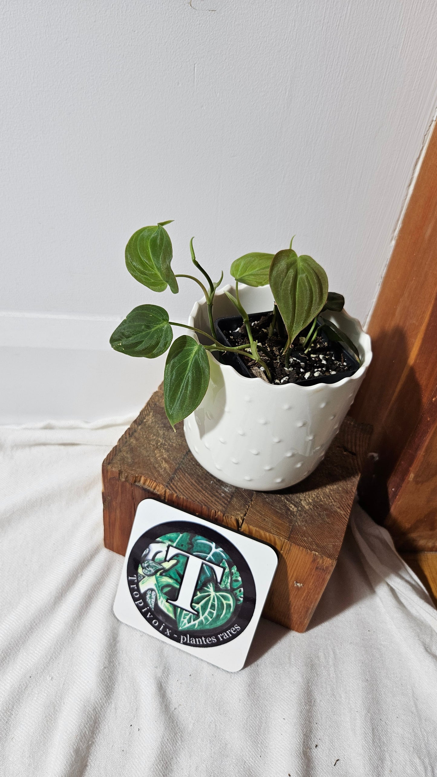 Philodendron Mican Var. REVERT (PHI-844)