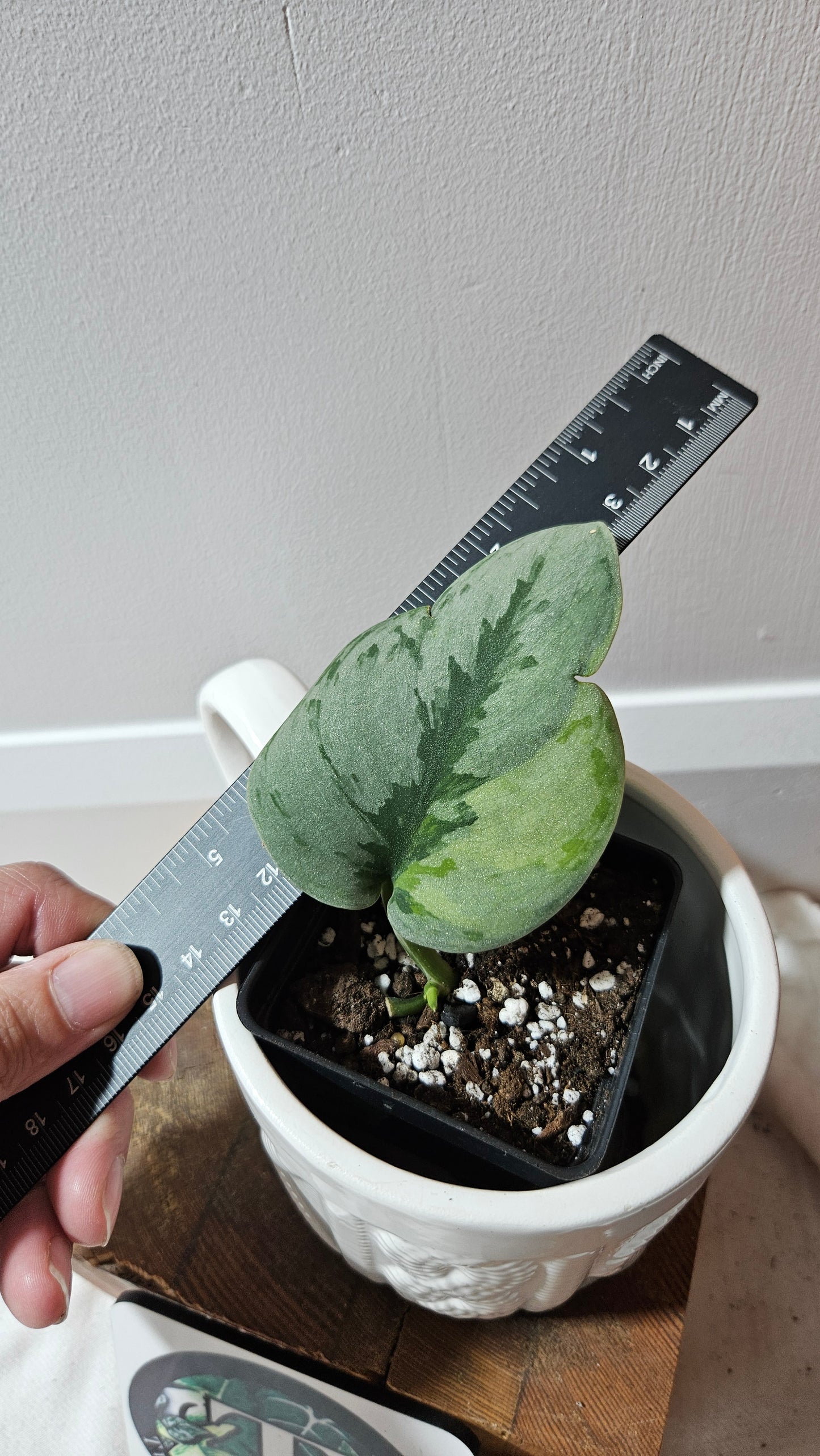 Scindapsus Yupa (SCI-1271)