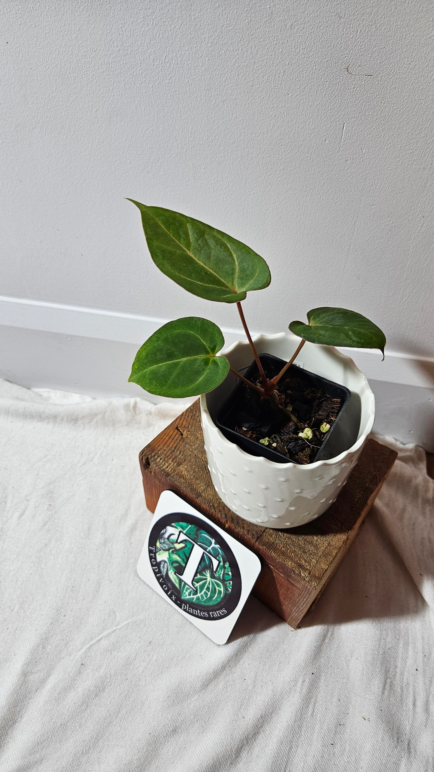 Anthurium AOS (Indo) "format PETIT" (ANT-474)