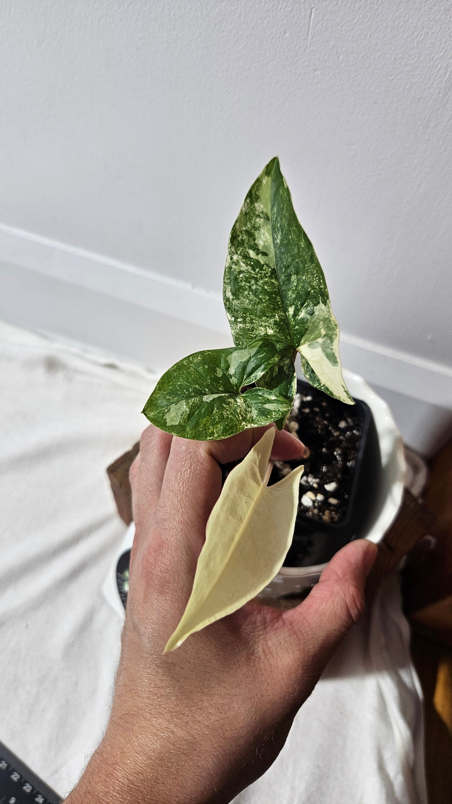 Syngonium Faustina Albo (SYN-348)