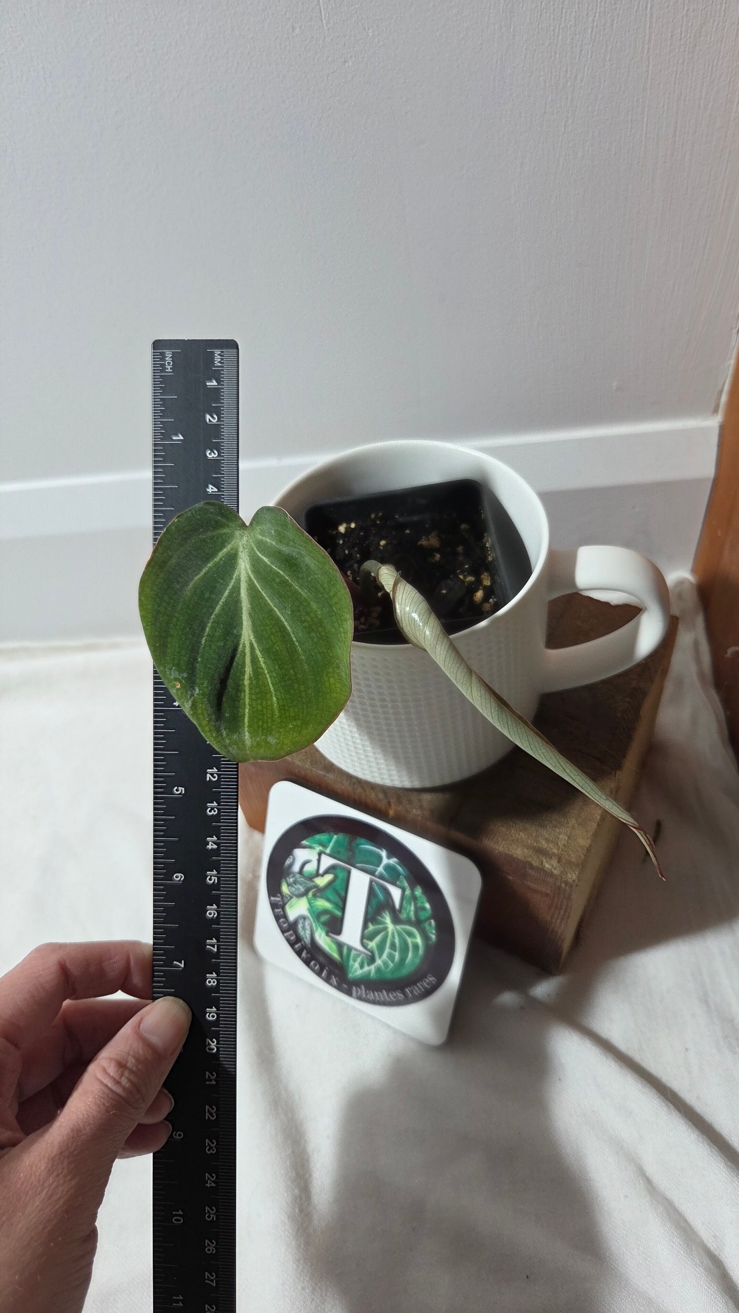 Philodendron Gloriosum Silver (PHI-1000)
