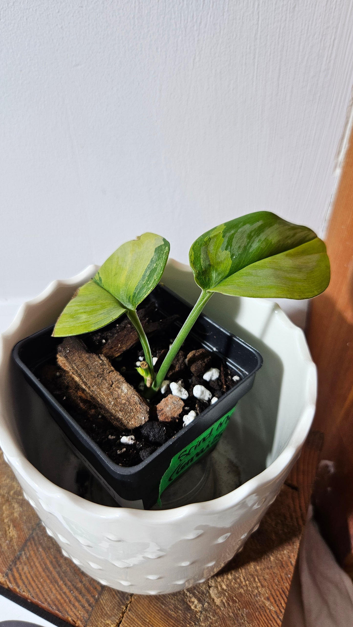Scindapsus Treubii Moonlight "Green on green" (SCI-1051)