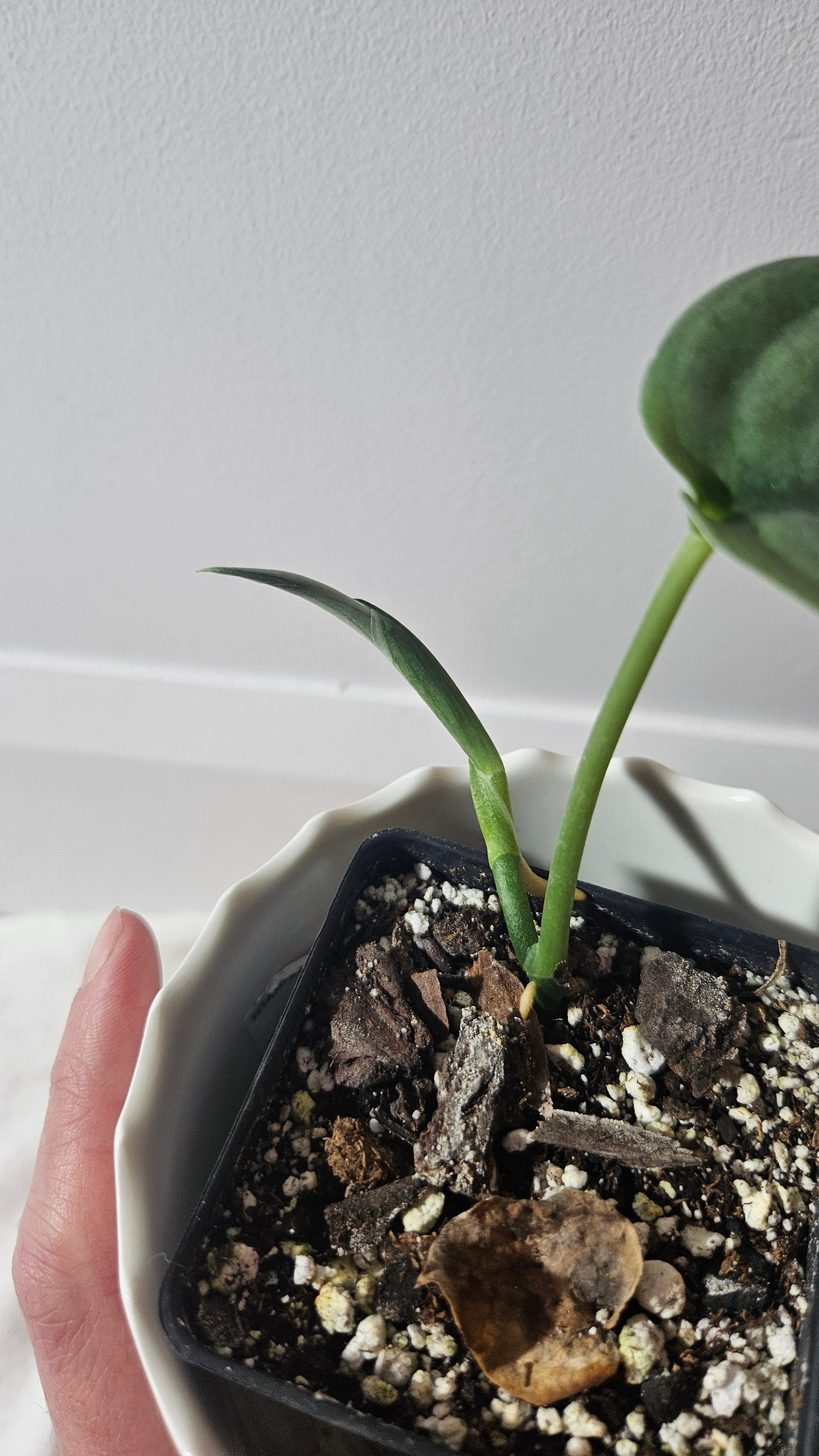 Scindapsus Dark Splash (SCI-937)